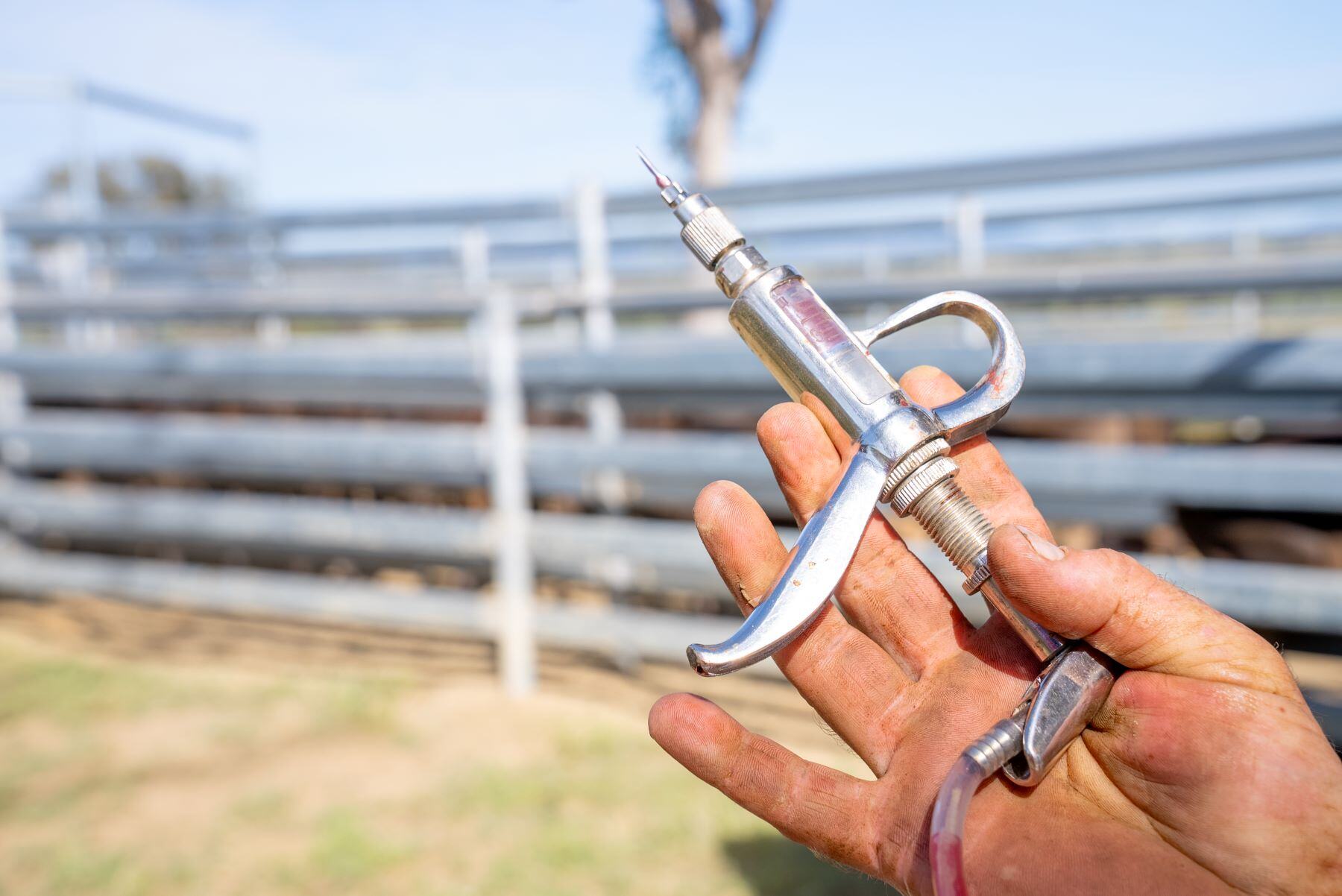 Foot-and-mouth disease vaccine supply deal secured