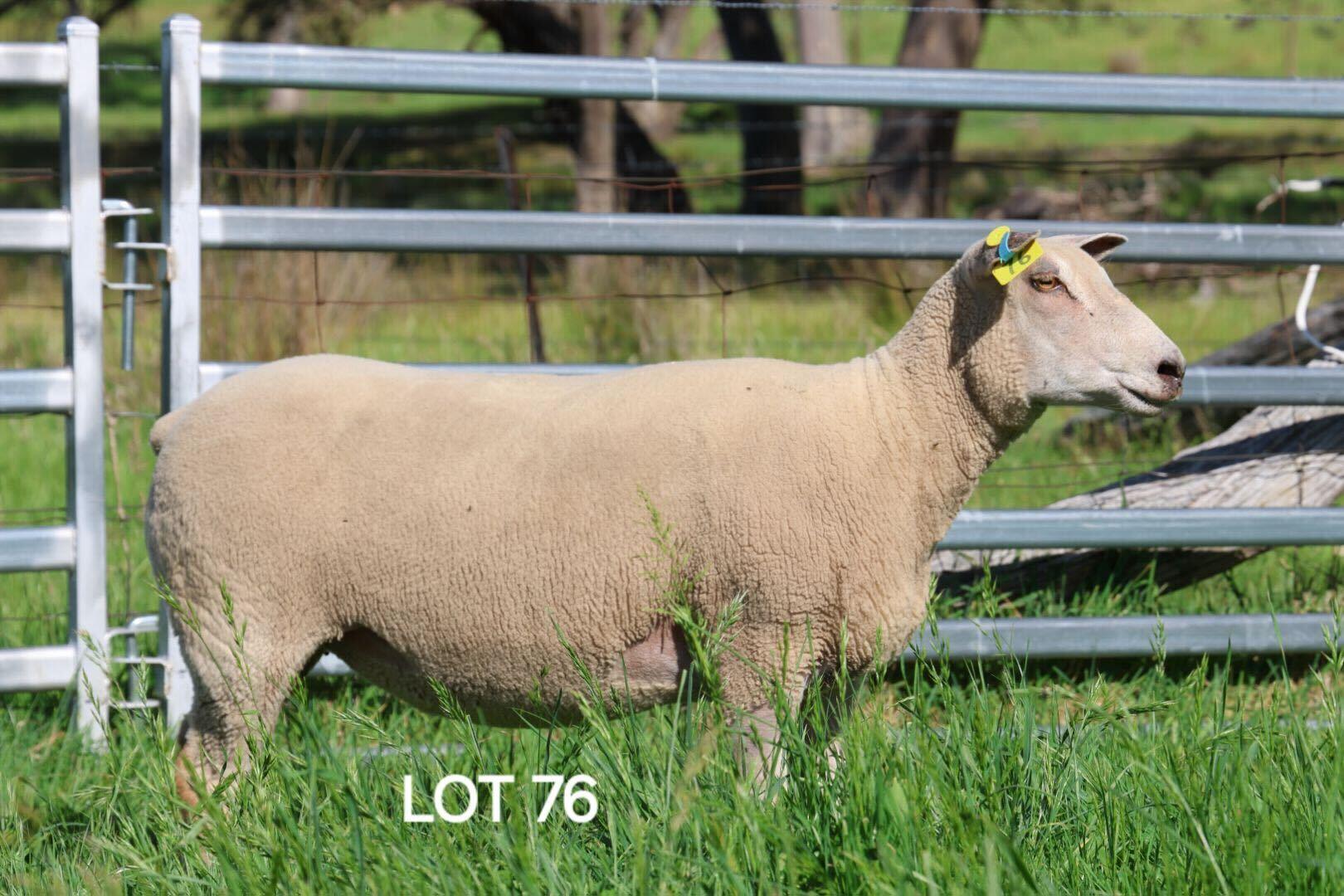 Record-breaking Charollais ewe sold for $7850 to 19-year-old farmer