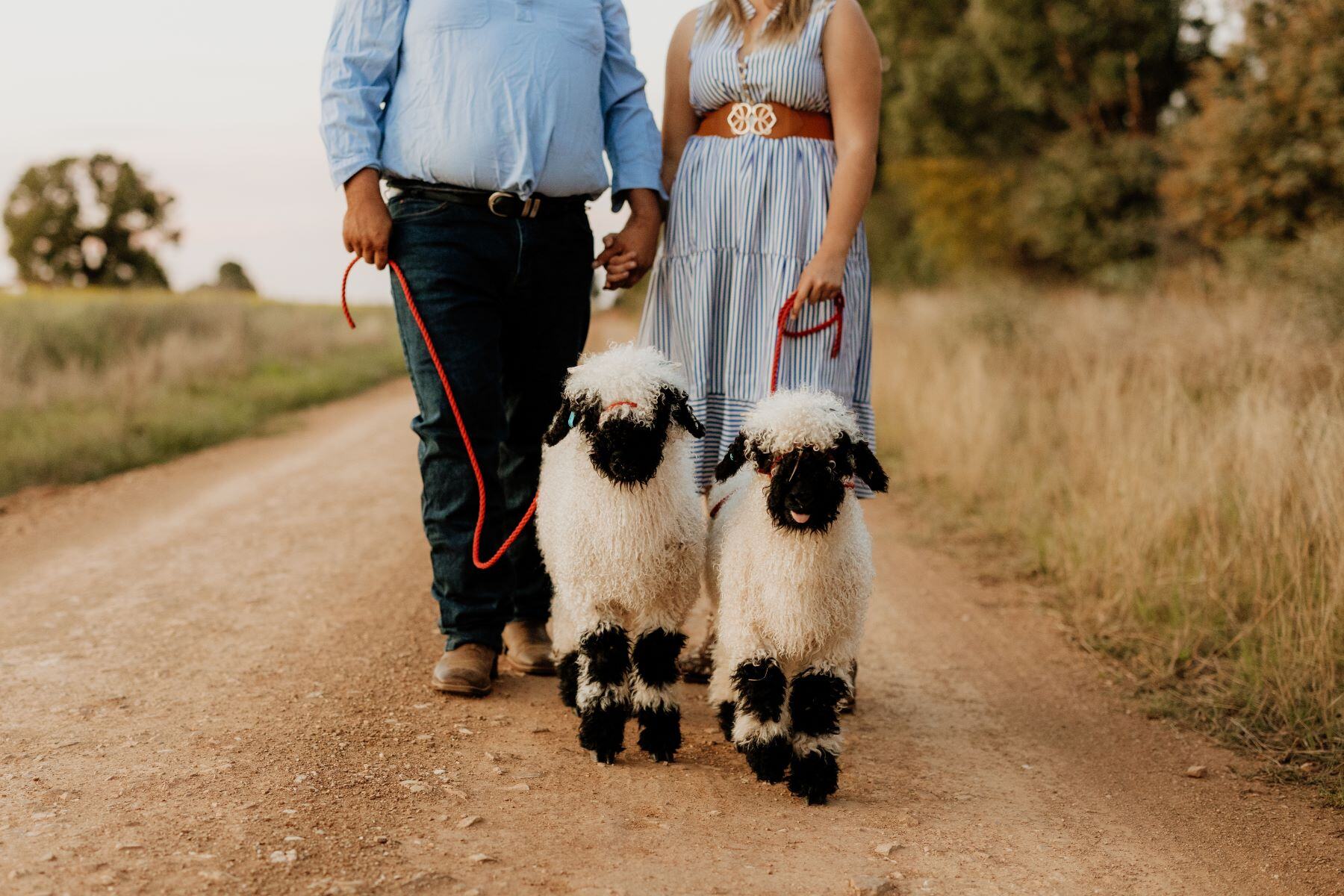 Rare Valais Blacknose sheep to be offered online