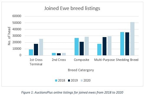 Shedding breeds providing opportunities in 2020