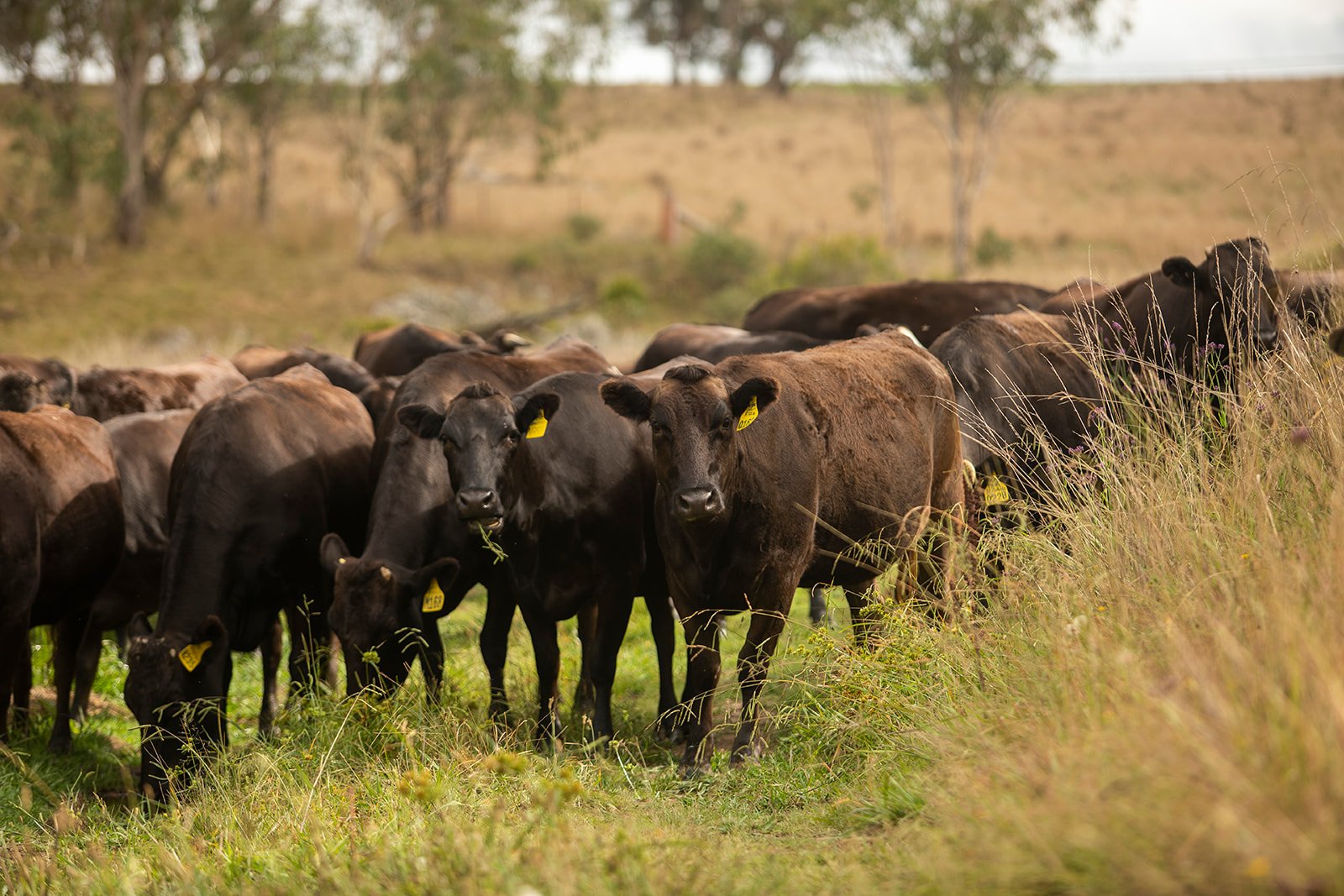 The fine art of producing an exceptional Wagyu eating experience