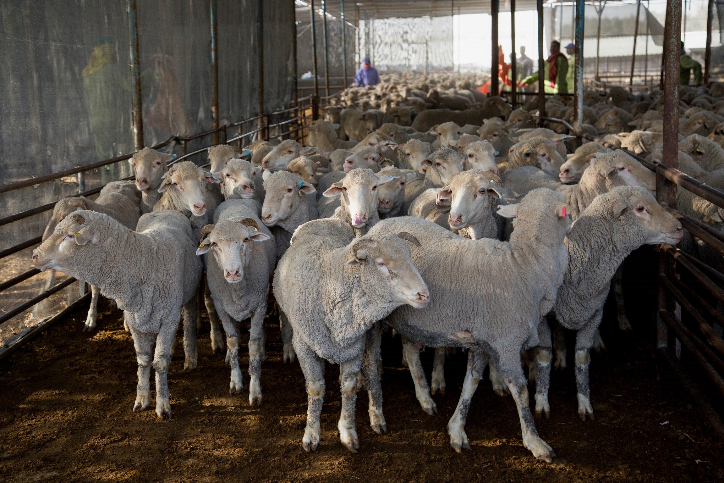 Human welfare issue brewing in live sheep export debate