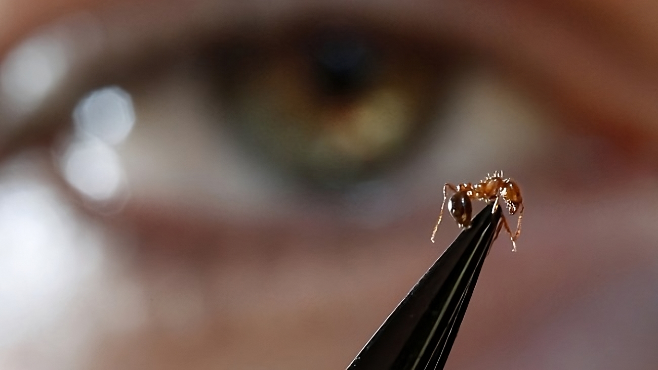 Landowners go cold on mandatory fire ant poisoning