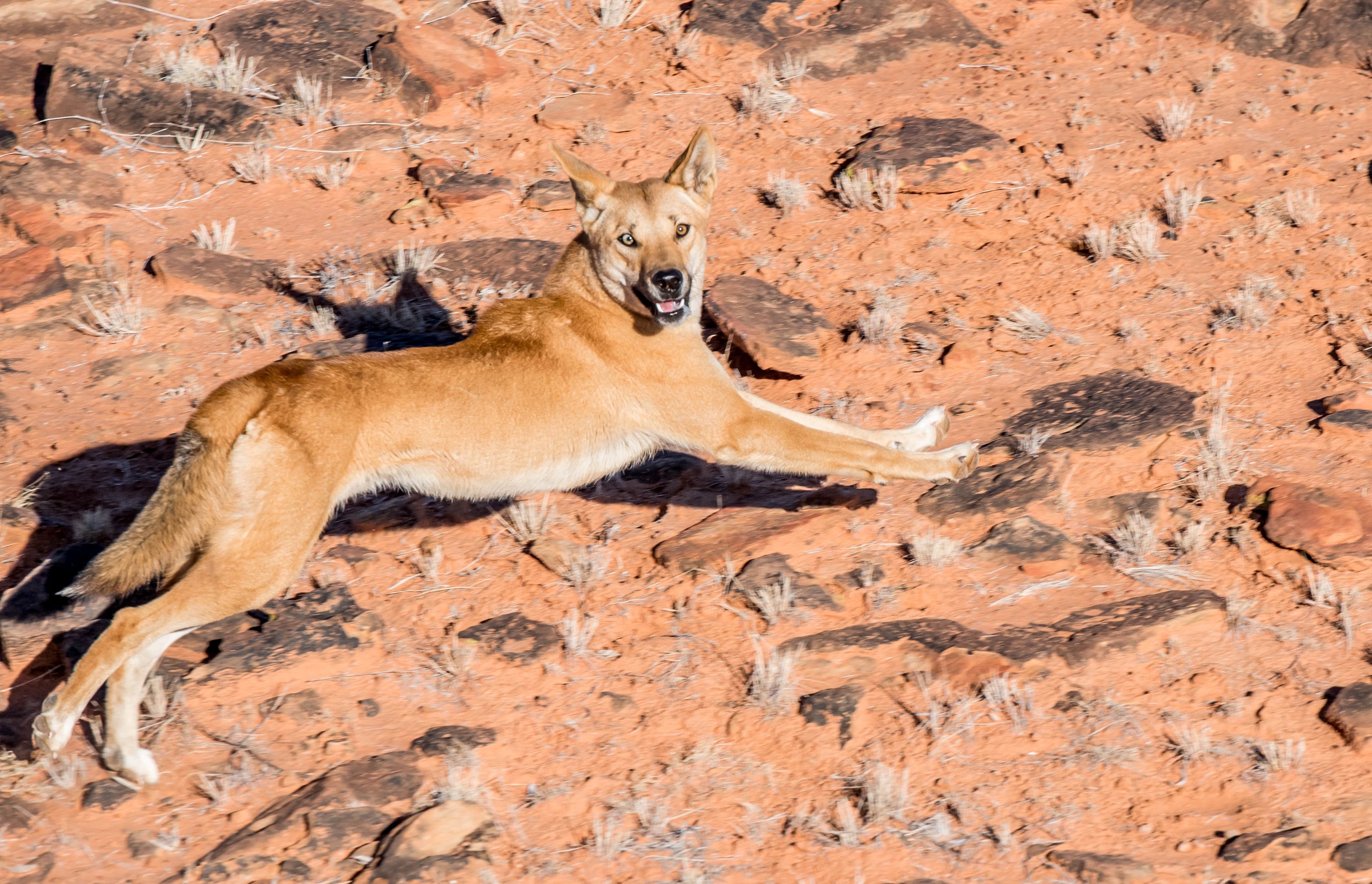 Four steps to improve wild dog and fox baiting