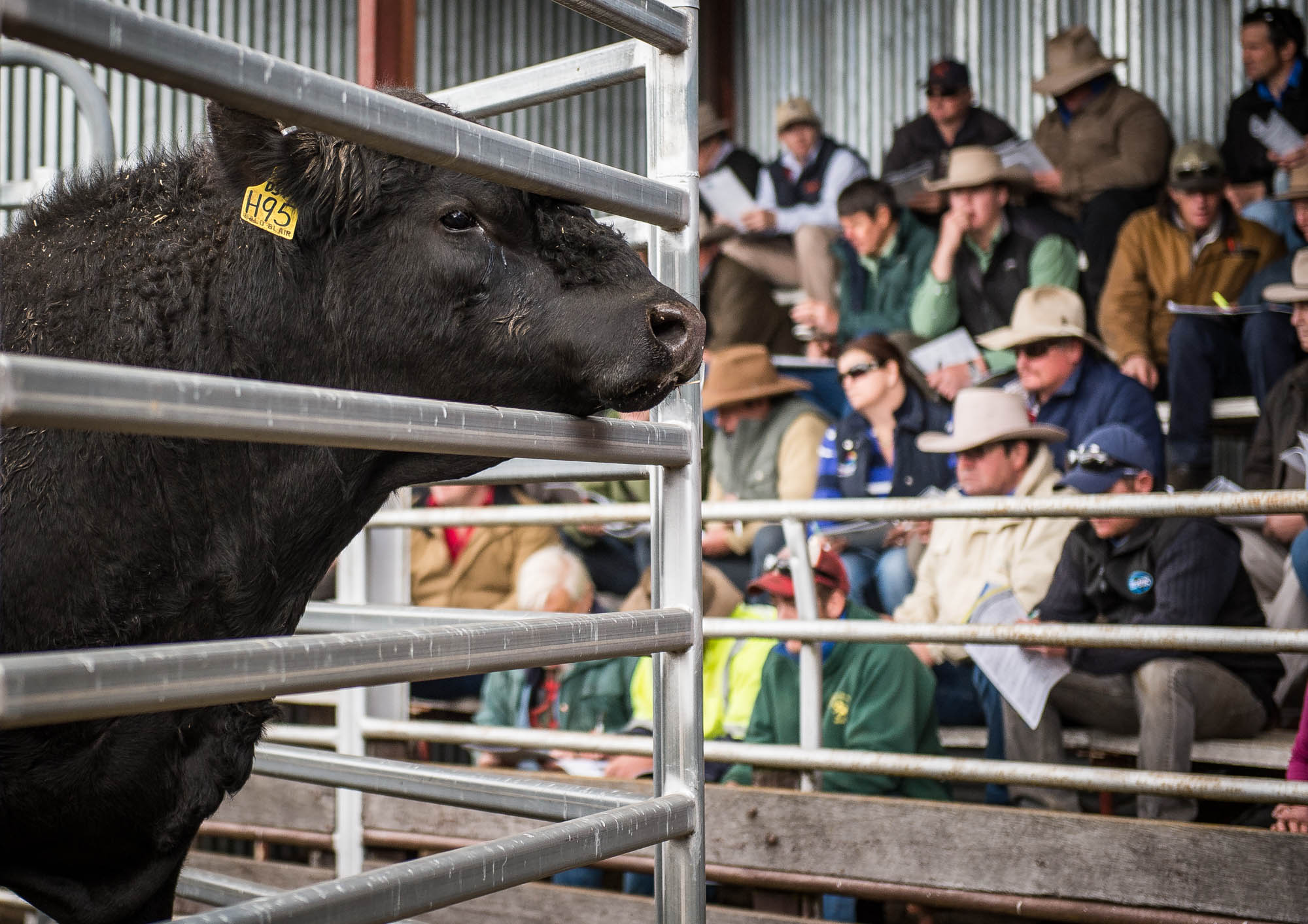 Which bulls are on top of the spring stud sale leaderboard?