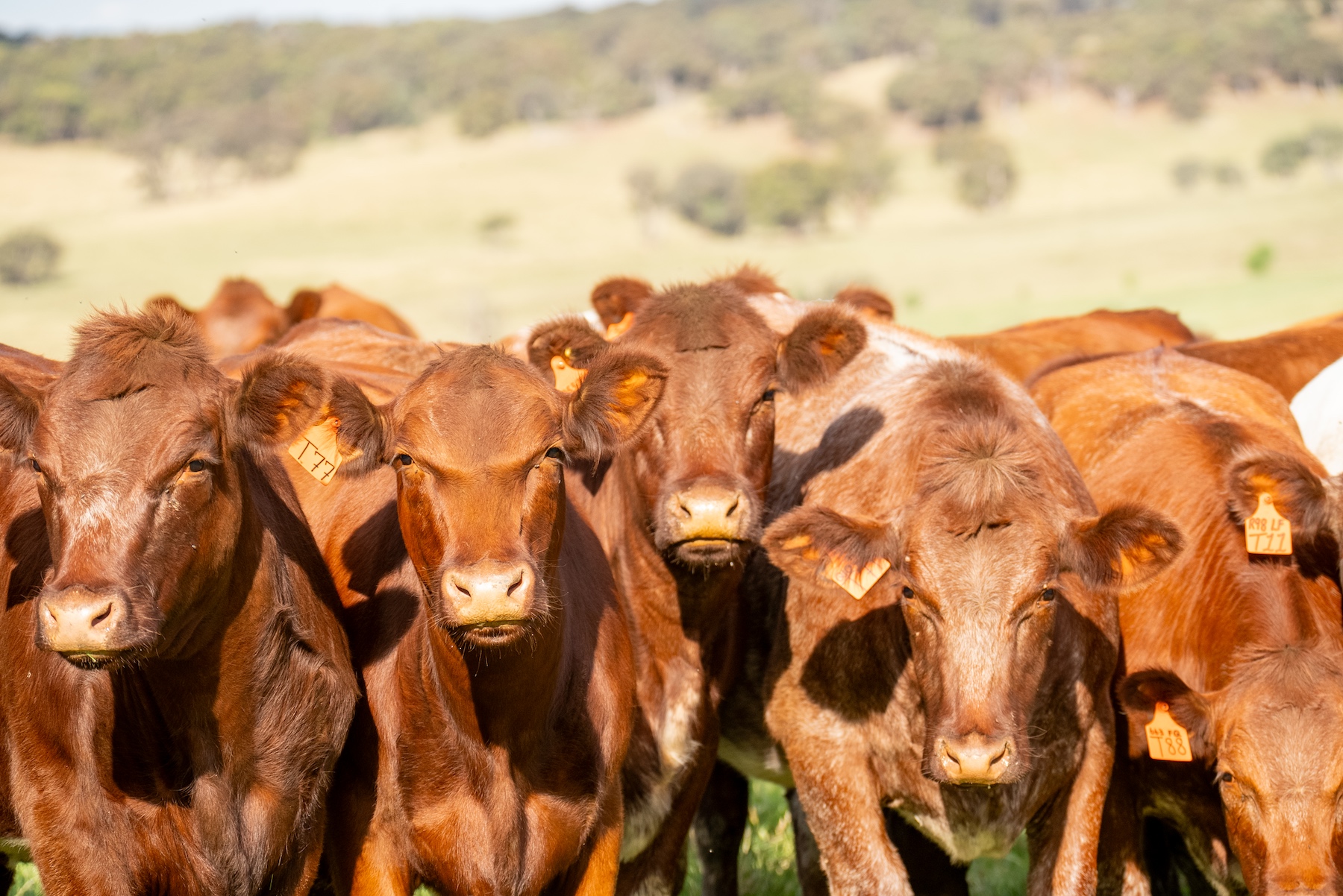Weekly Cattle Comments - Week ending Friday 5th July