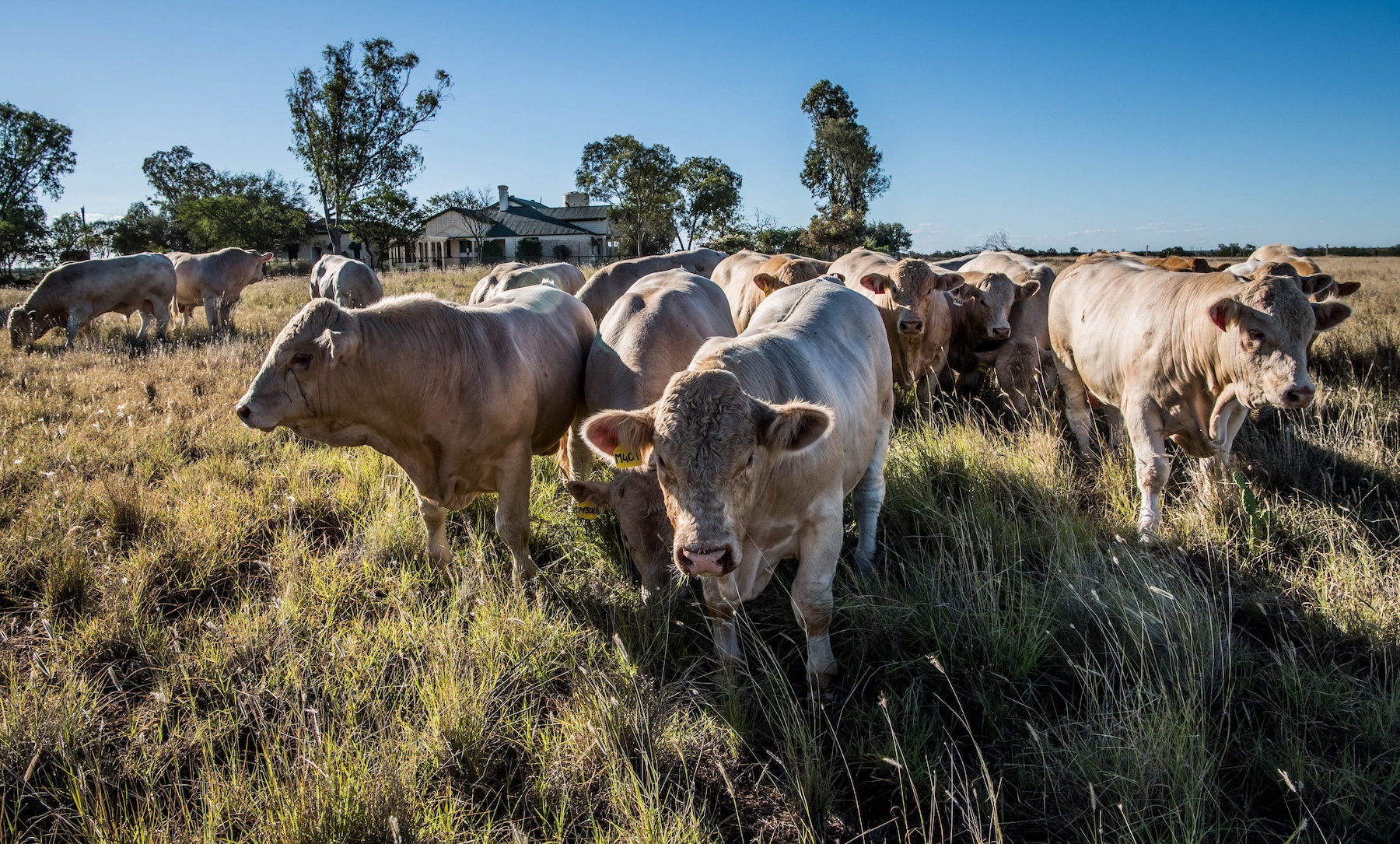 Weekly Cattle Comments - Week ending Friday 5th of April