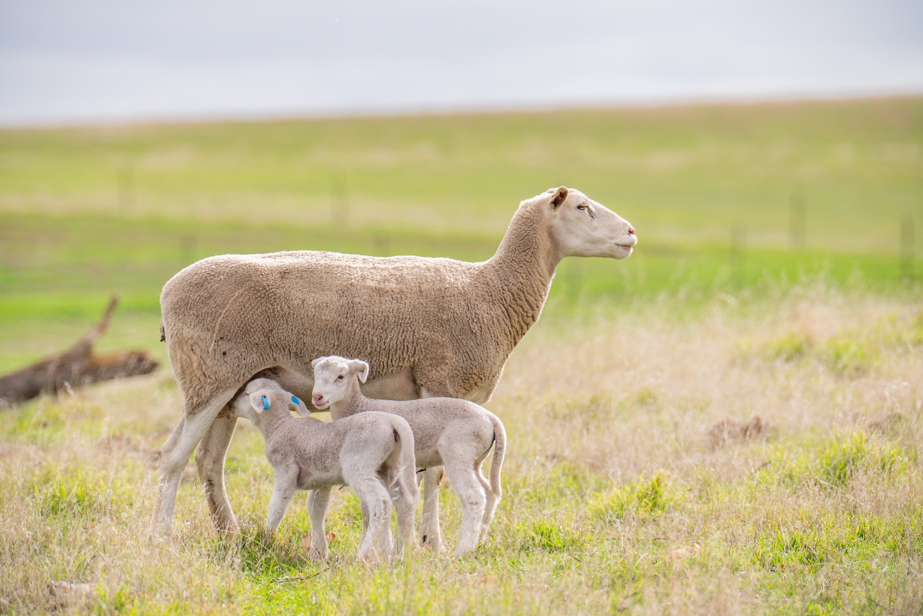 Tracking the premium for scanned-in ewes
