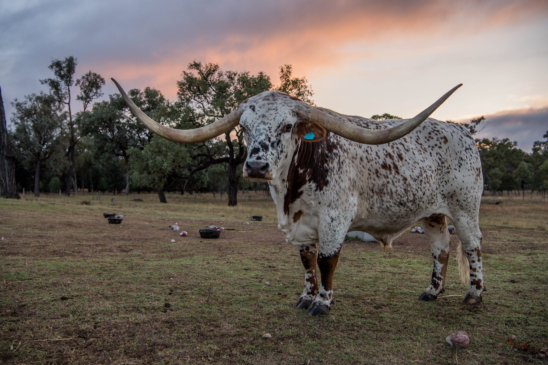 US appetite drives Aussie beef exports to two-decade high