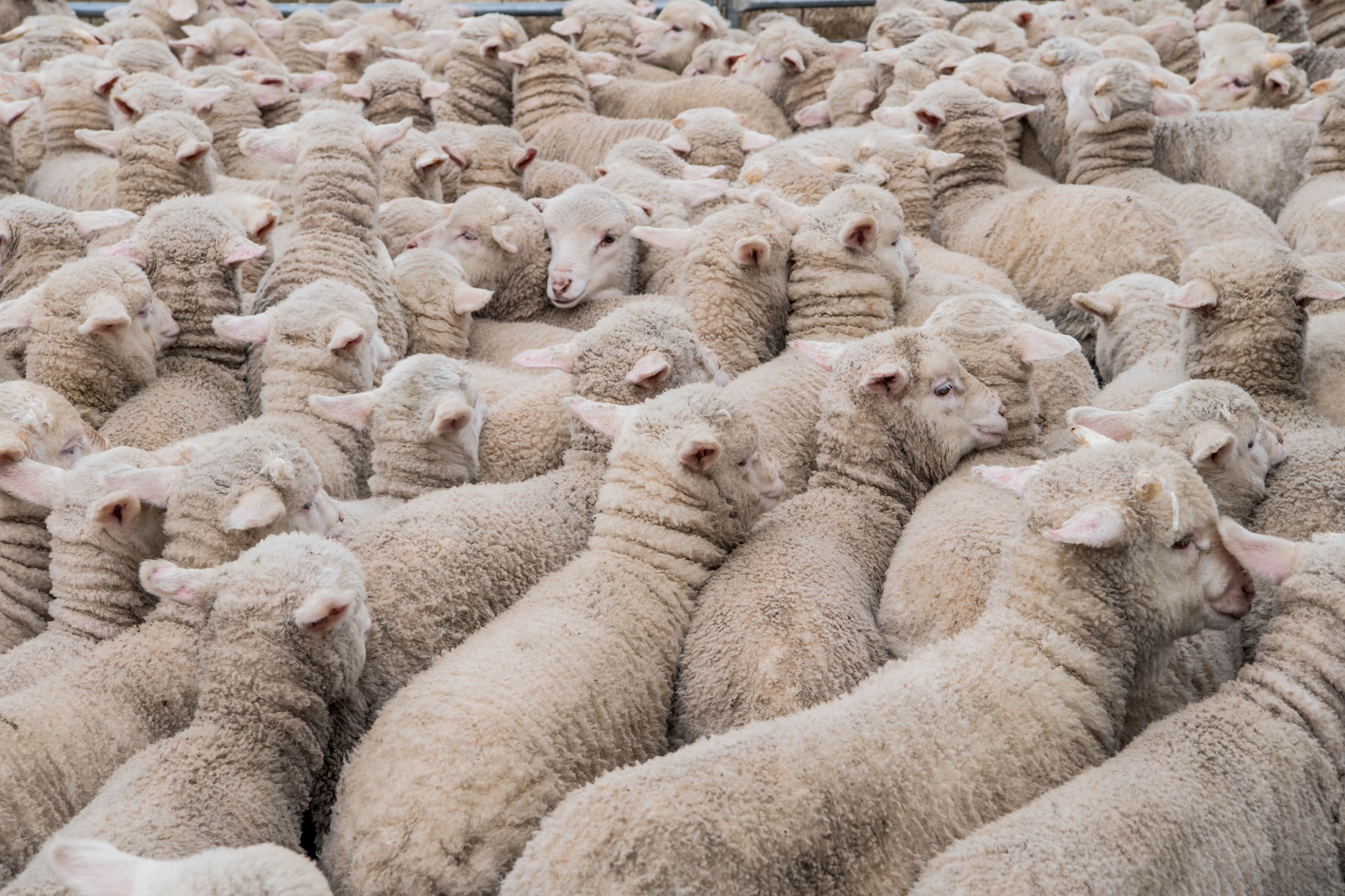 Online lamb premium hits 7-month high