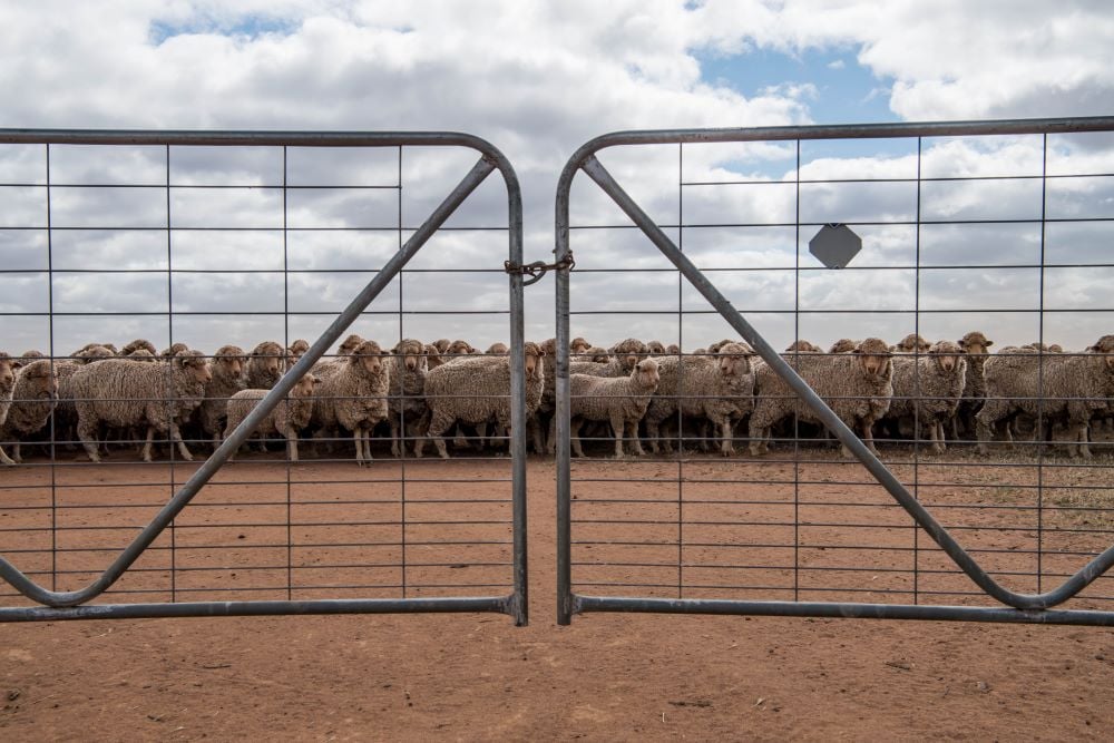 What should a live sheep phaseout look like?