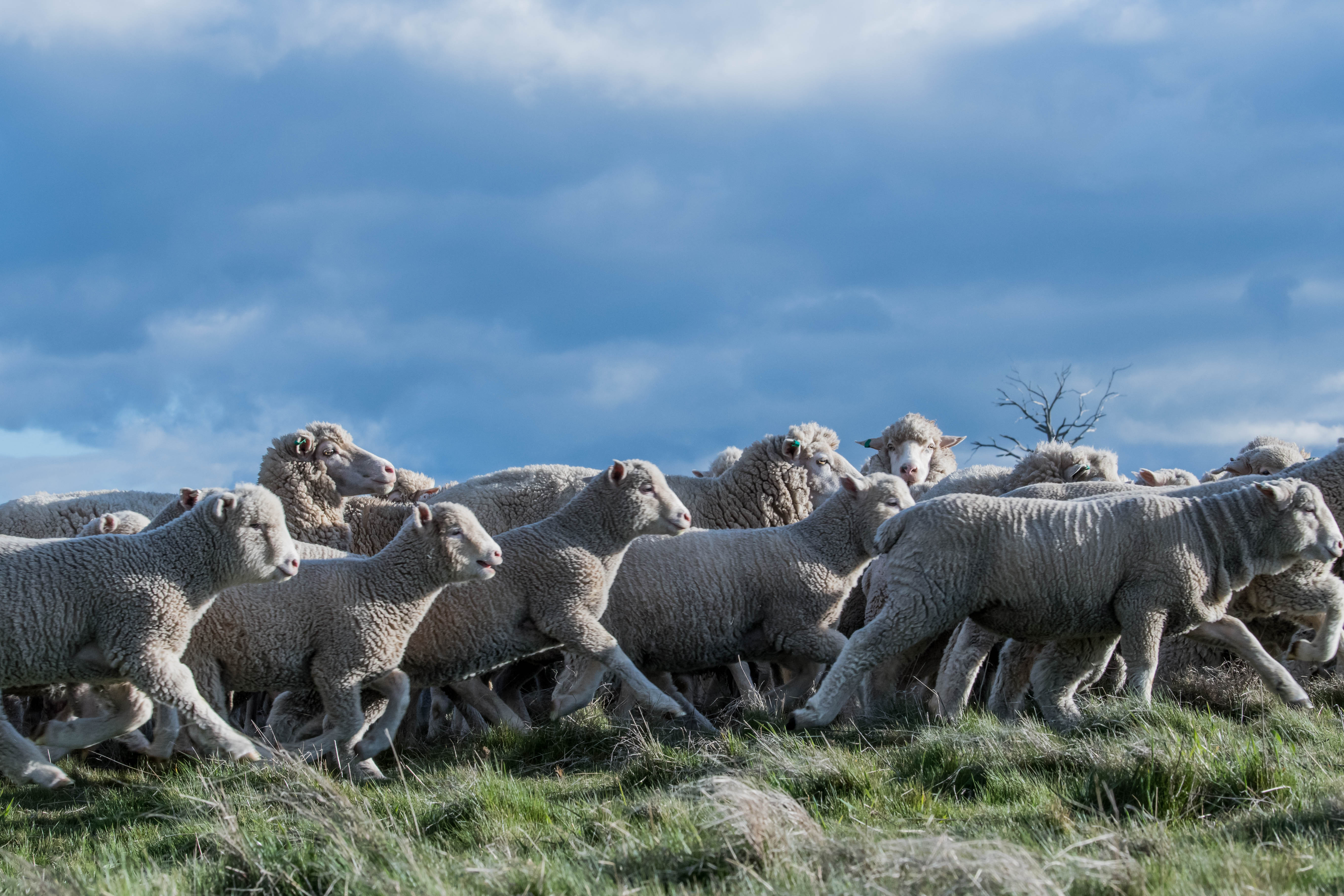 AuctionsPlus Restocker Lamb Indicator soars to record high