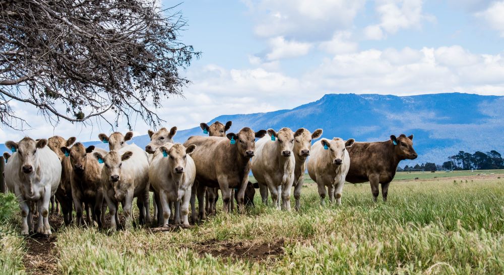 The US Cattle herd: debunking the rebuild rumours