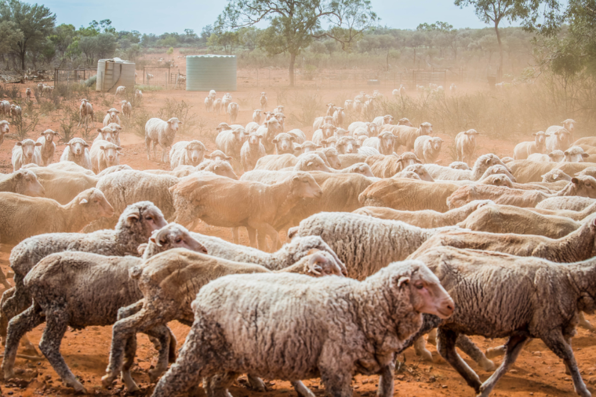 WA Ag Minister calls on Minister Watt to help sheep producers