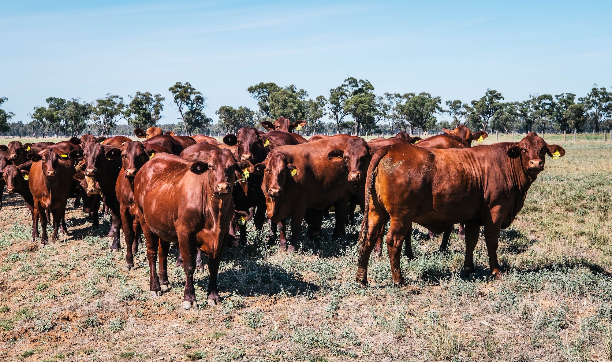 Santa Gertrudis: Still Setting the Price at EOFY 2025
