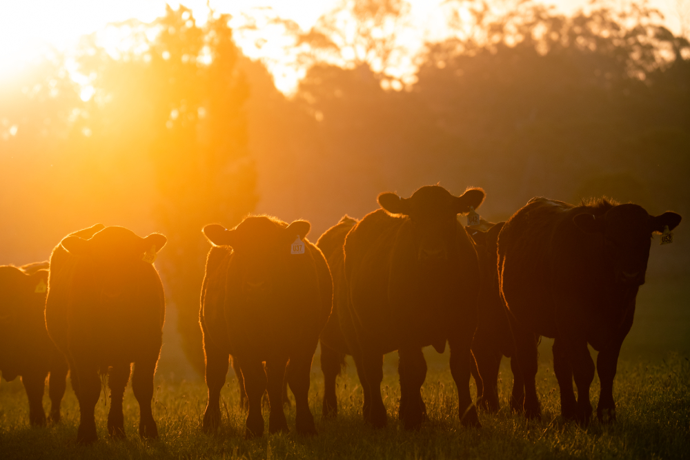 2024 Q1 Cattle Power Rankings: Who was buying and who was selling?