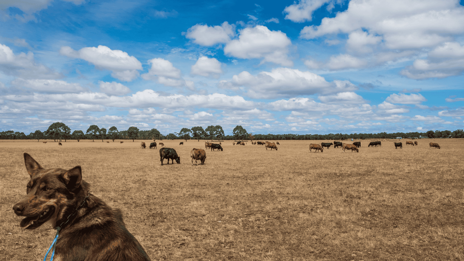 Cycle highs, liquidation and global competition – StoneX H1 2026 Cattle Market Outlook