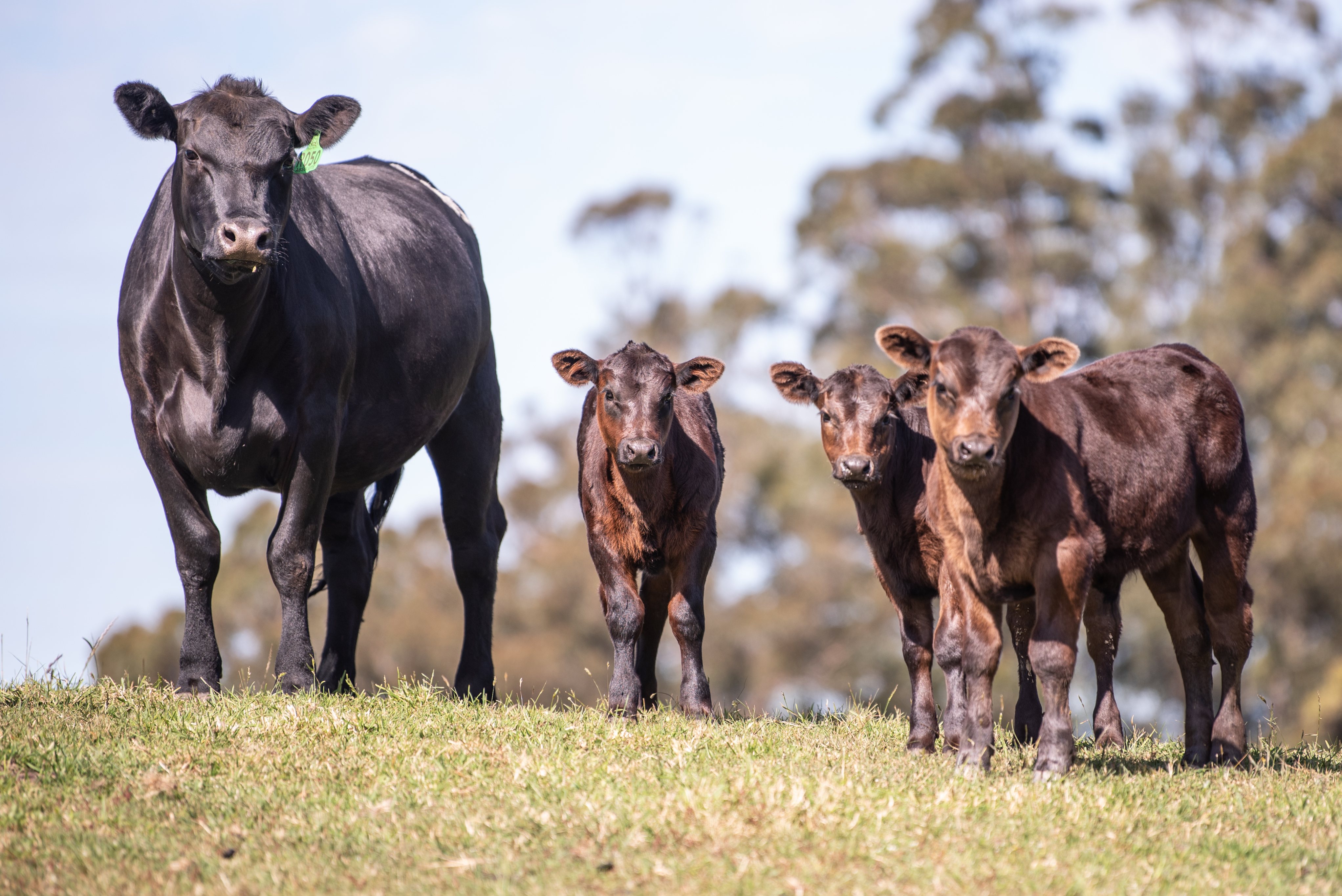 Absolute Angus sires a 'no brainer' purchase for commercial producers