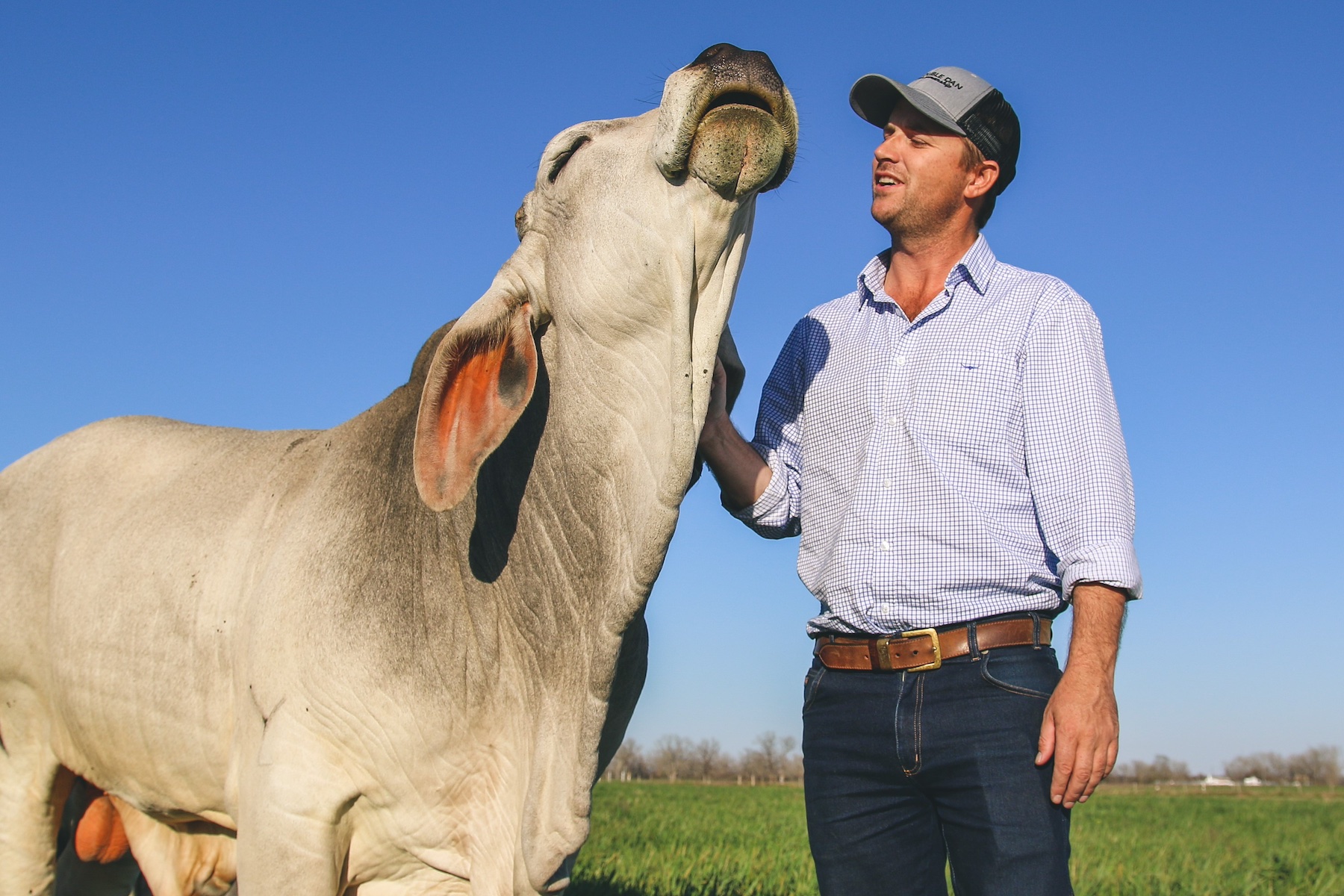 Cattle Australia says emissions calculations no longer fit for purpose