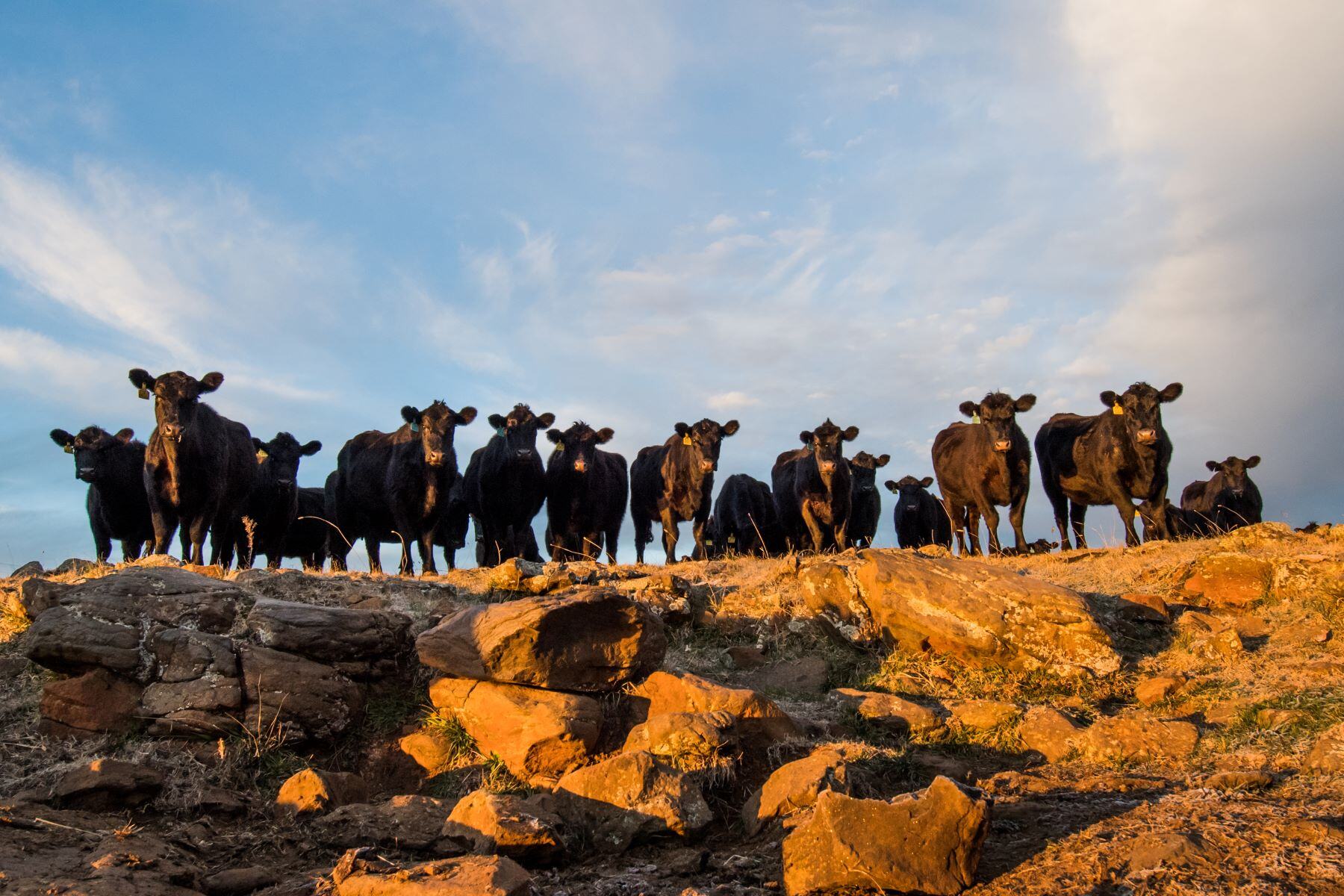 Beef the best performing commodity in 2024: Rural Bank
