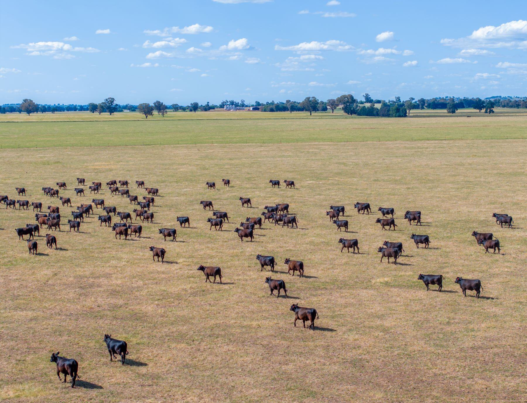 Australian cattle herd officially destocking: MLA