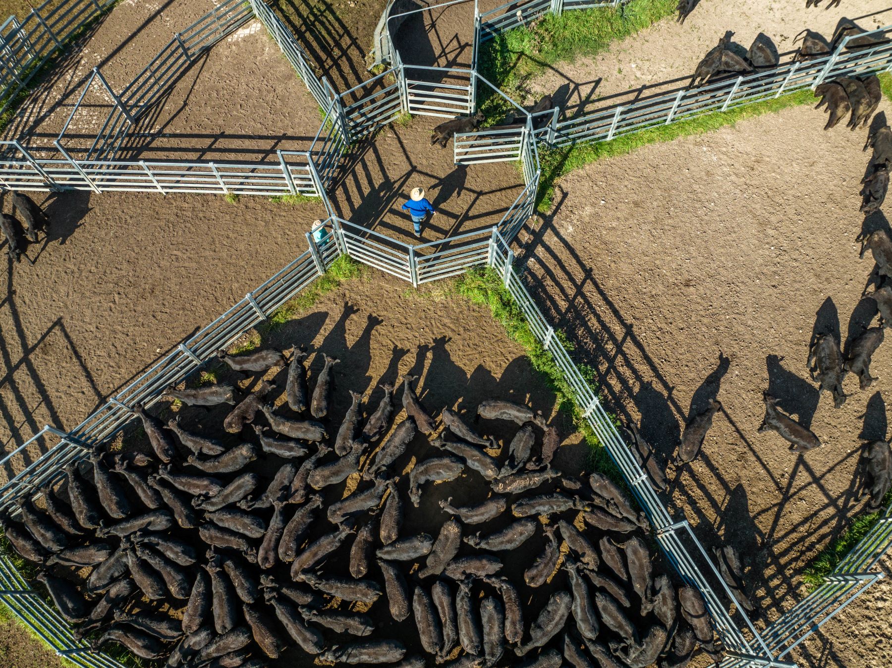 Weekly Cattle Comments - Week ending Friday 26th April