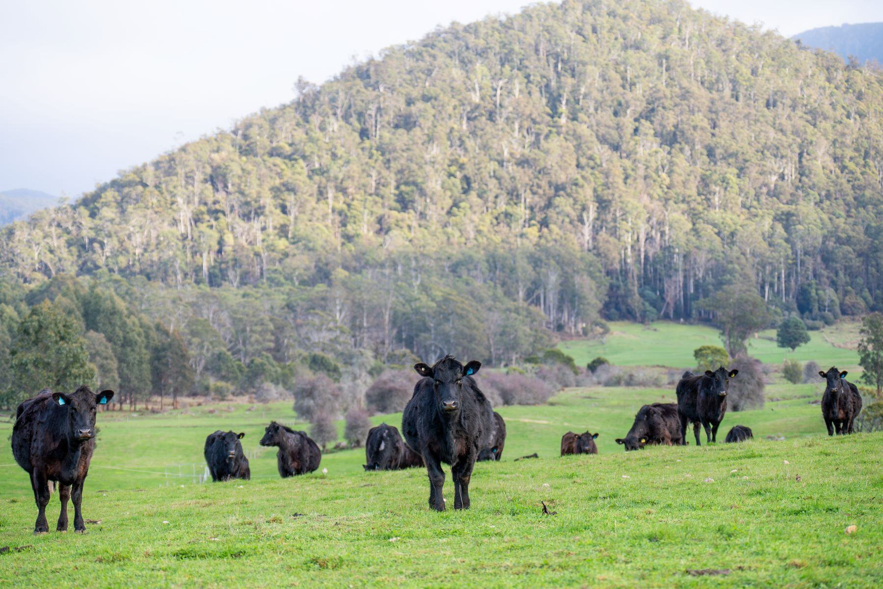AgWatchers+: The premium for southern heavy steers