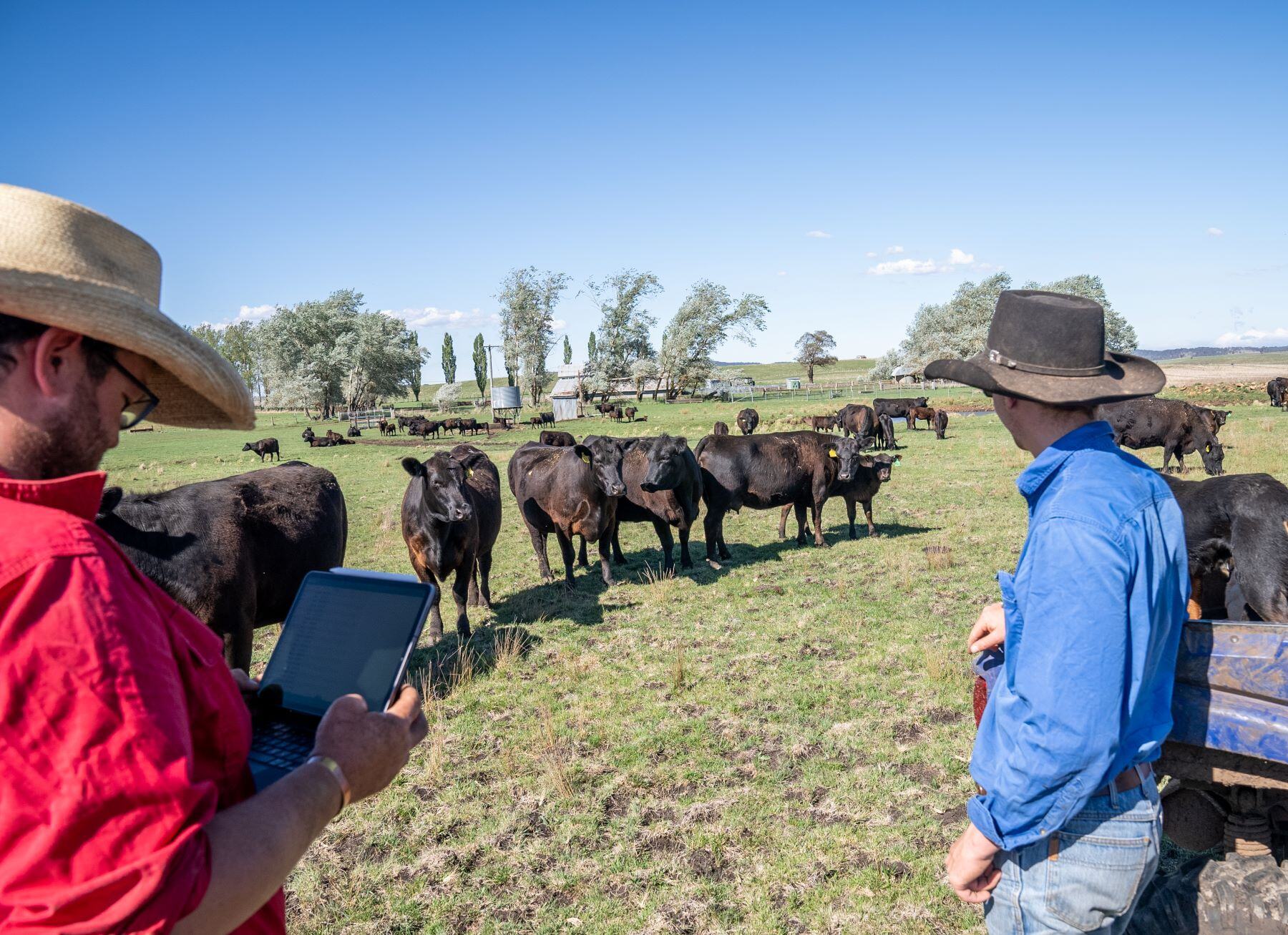How to reduce the impact of cold weather on cattle