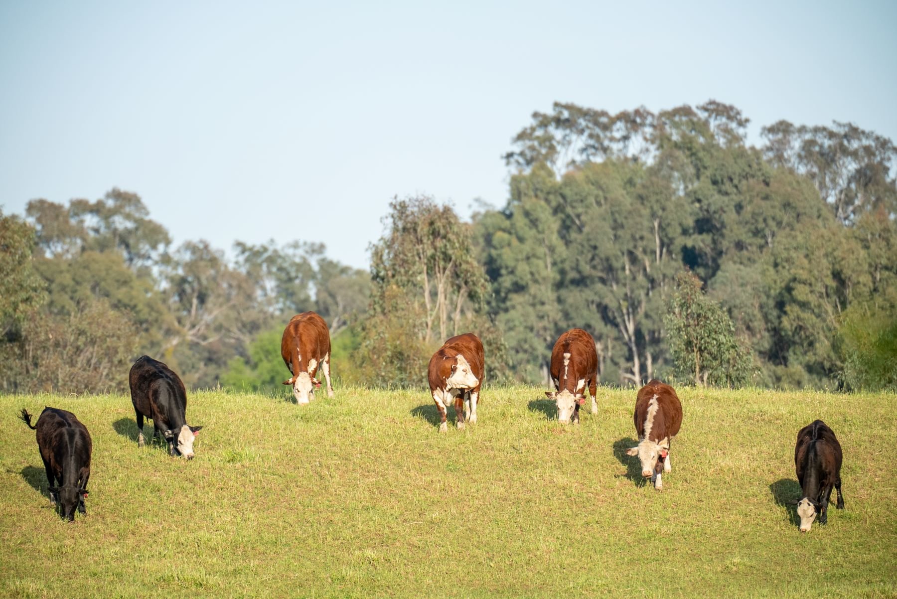 Producer sentiment to steer cattle market in 2024: Rabobank