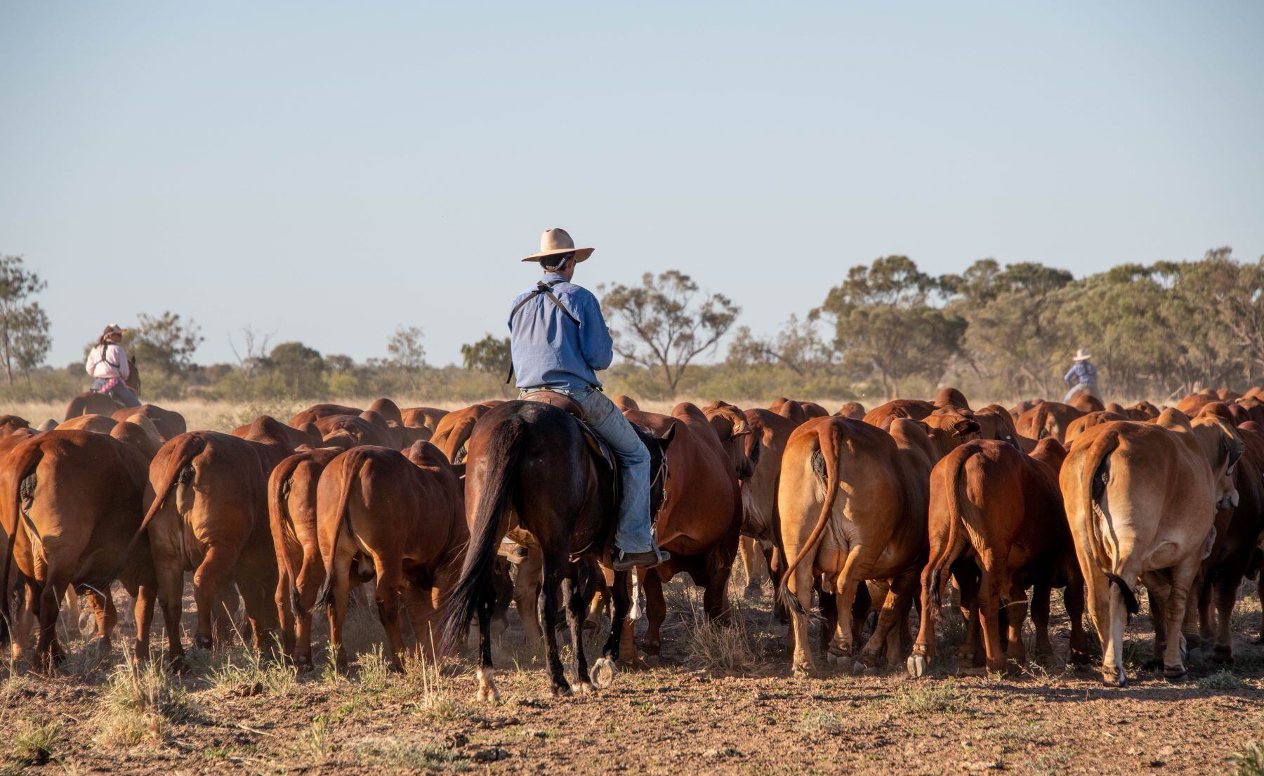 Brazilian price spike increases Australian competitiveness