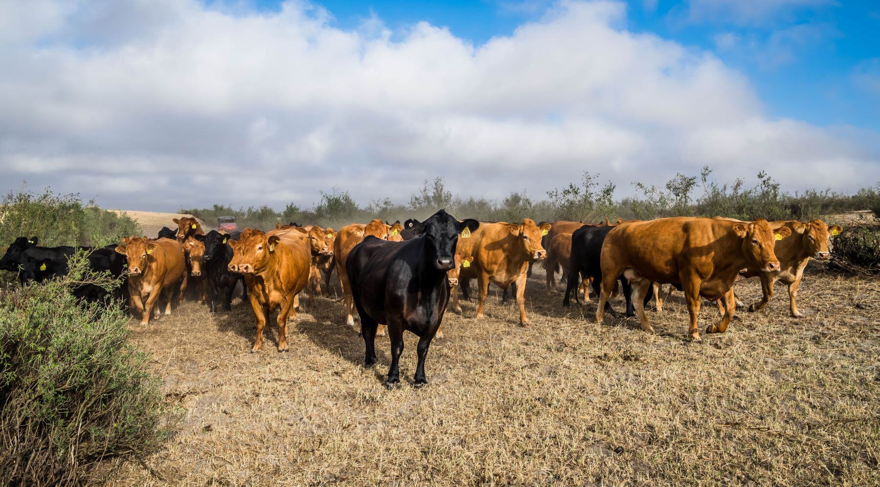 EU pushes deforestation laws back 12 months to give international stakeholders time to prepare