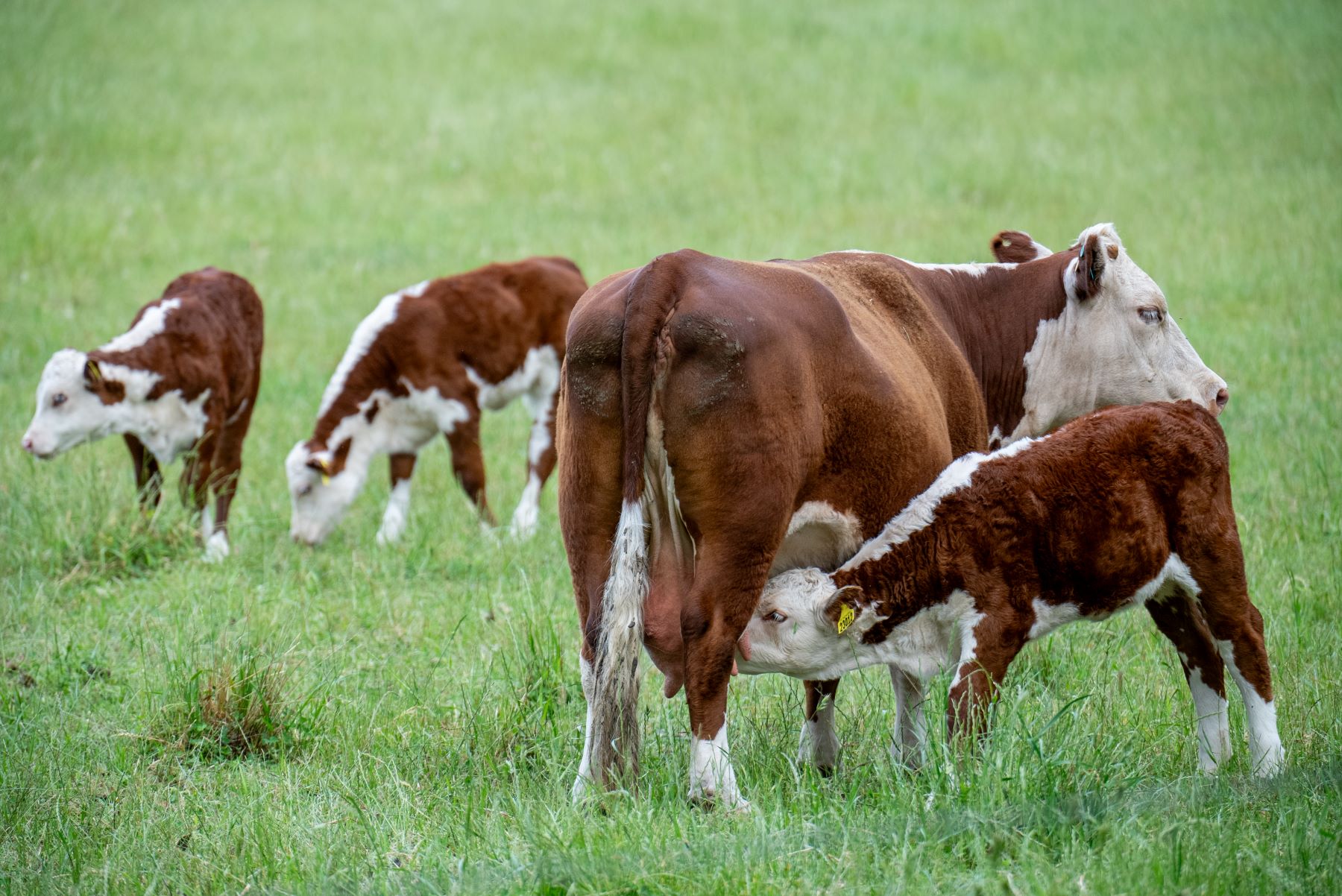 Australian cattle herd in maintenance phase: MLA