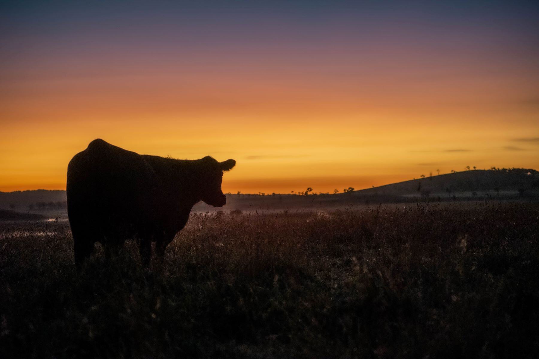 US cow production continues to decline