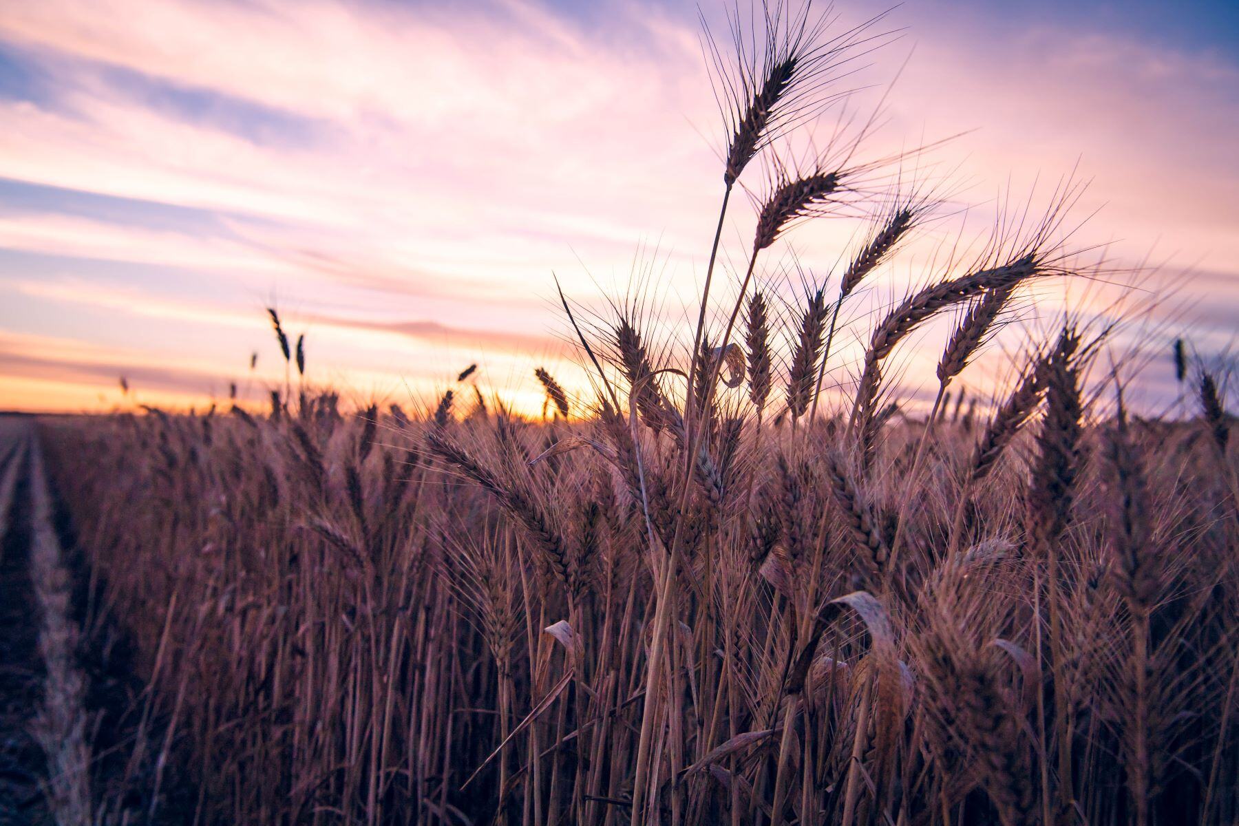 Season update: How crops are performing in your region and how this impacts livestock