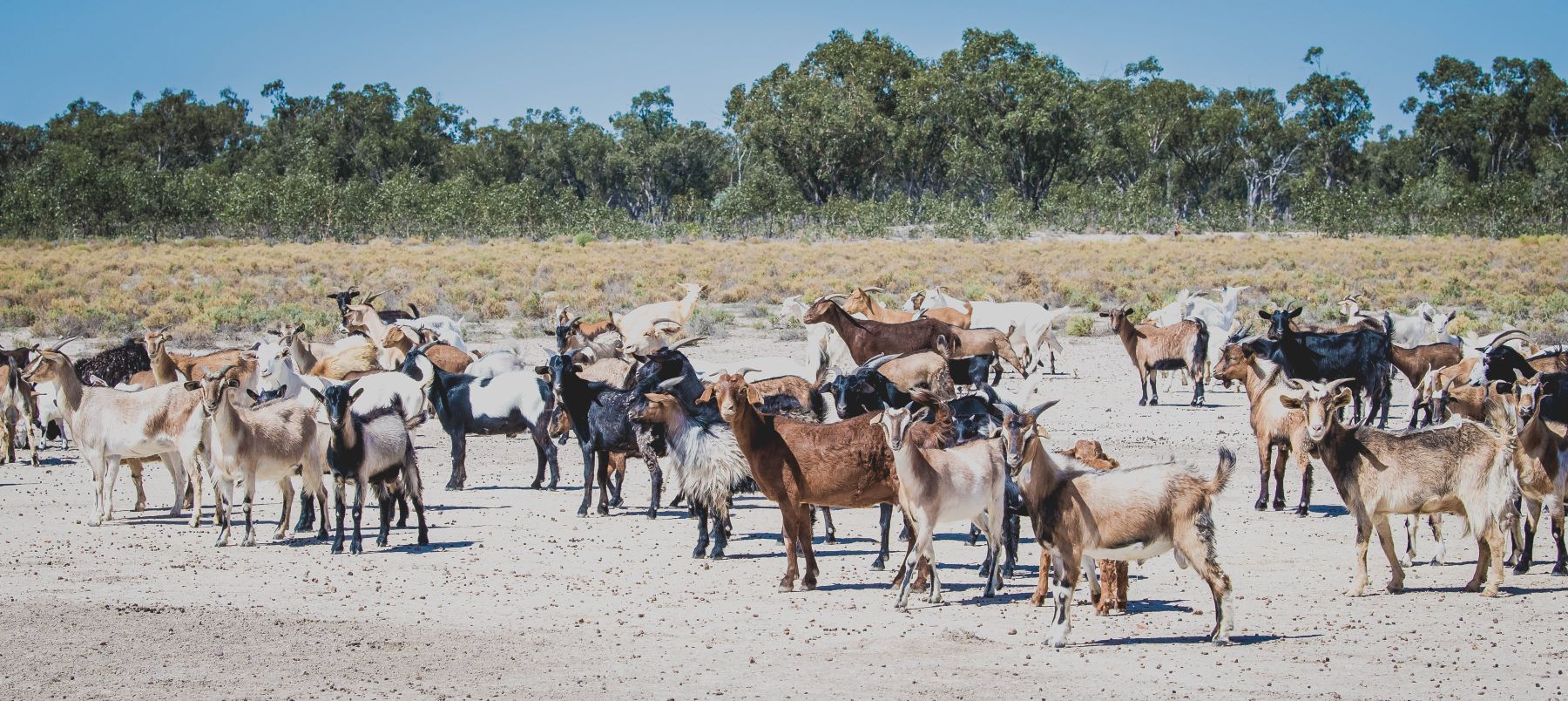 MLA releases 2024 Global Goat Snapshot