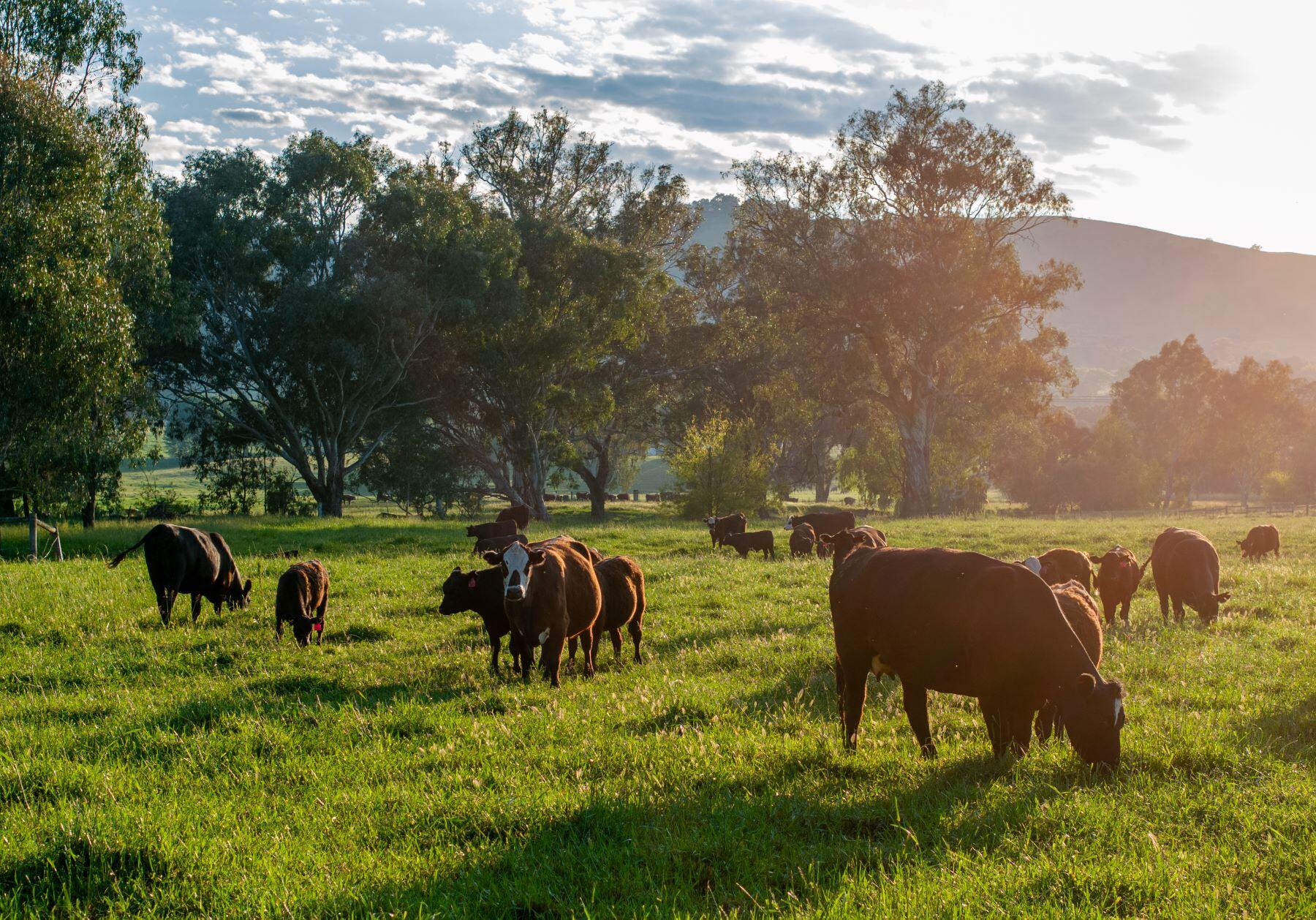 A dual beef opportunity