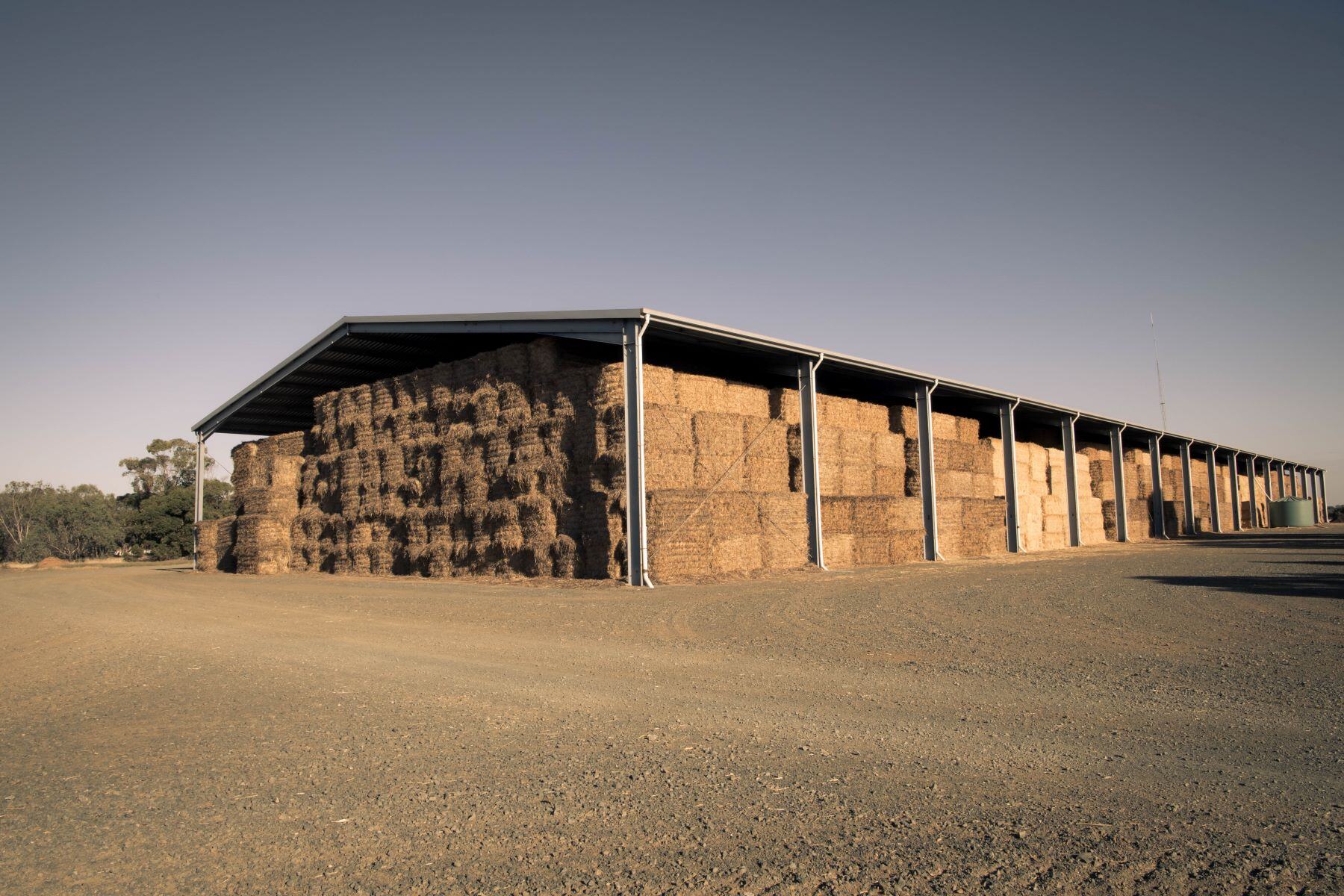 Fodder frenzy unfolds during ‘green drought’