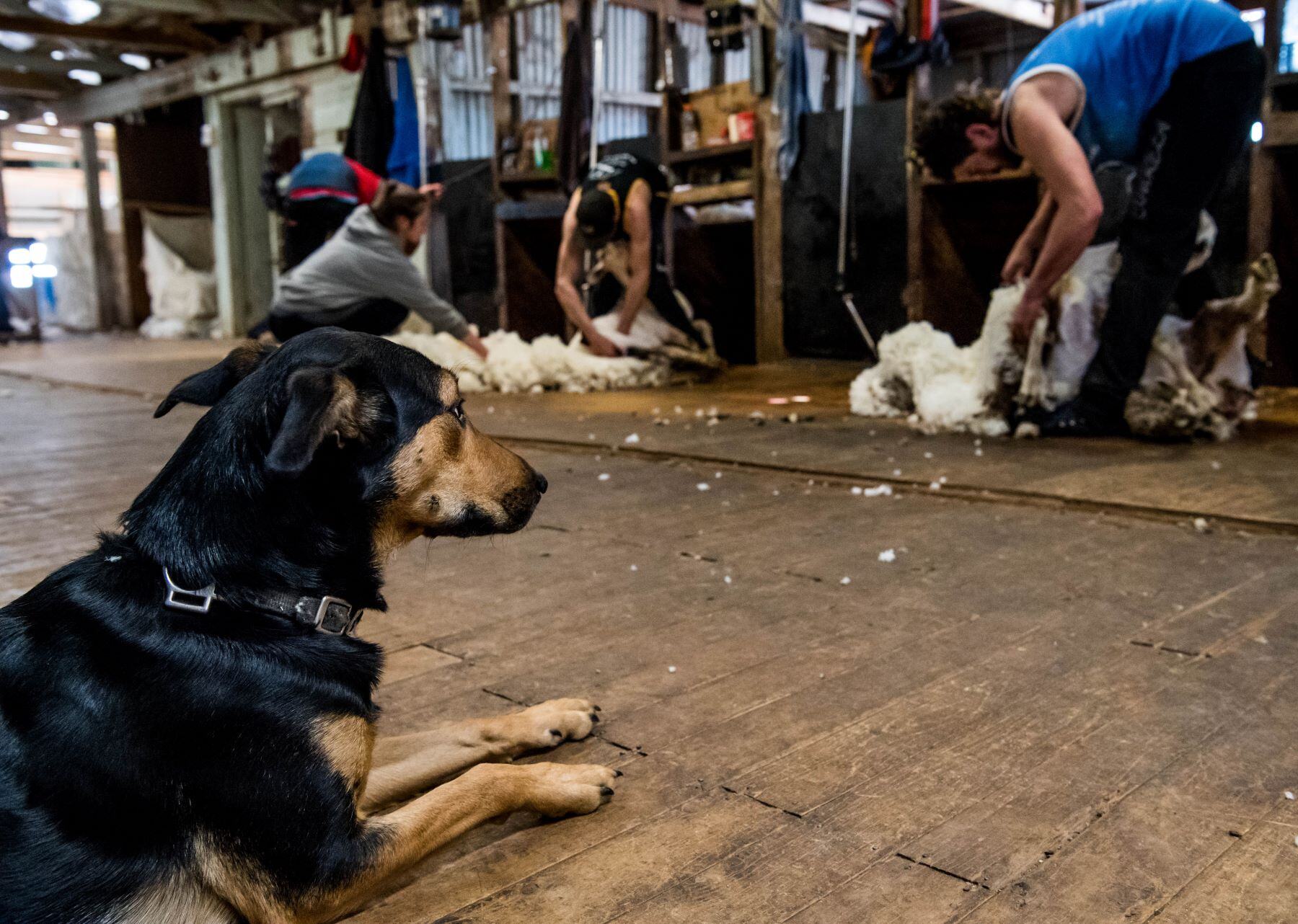 Tom's Market Muster: Wool rallies and we're on track for feedlot record