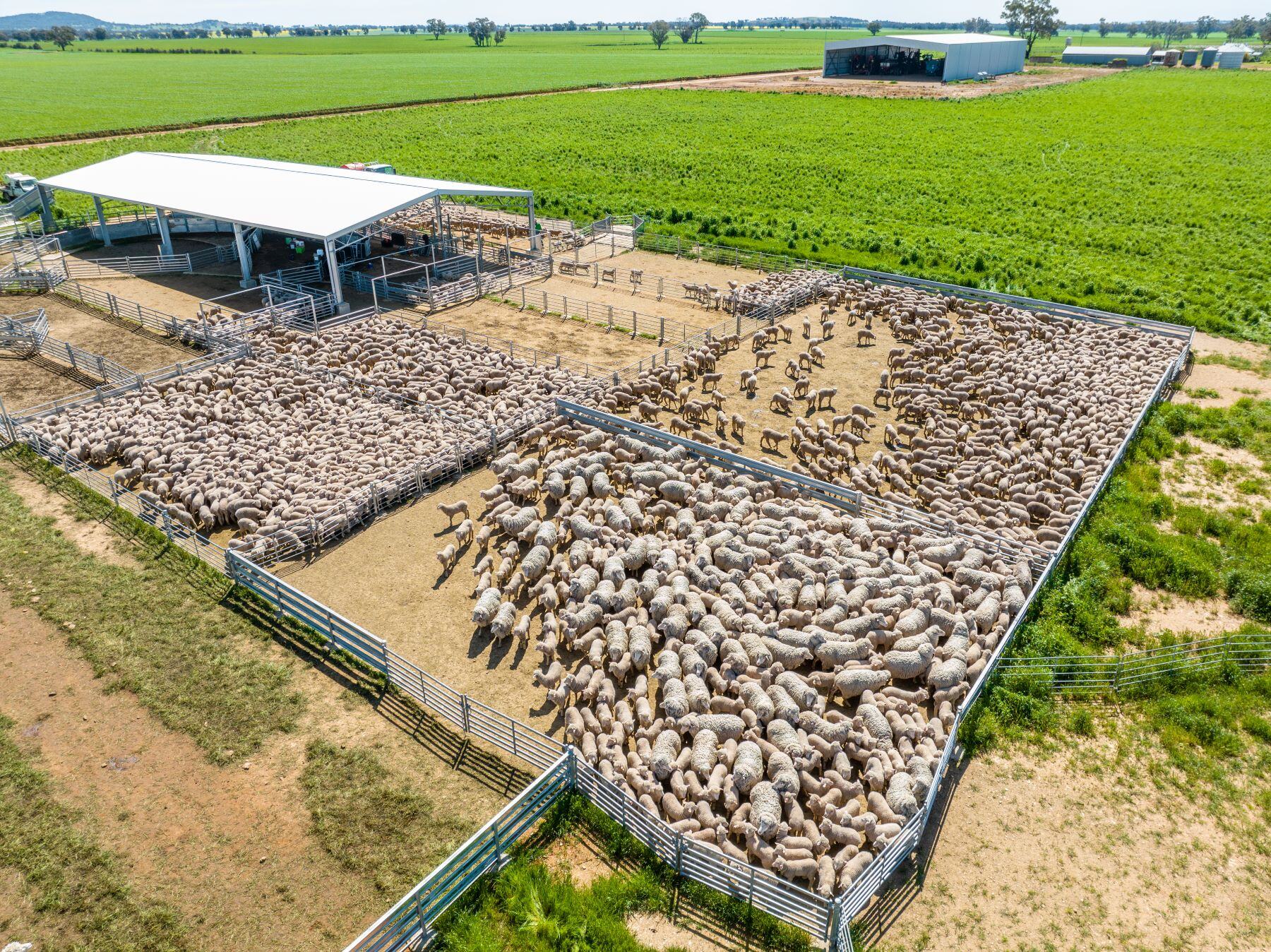 New season lamb supply surges amidst producer caution
