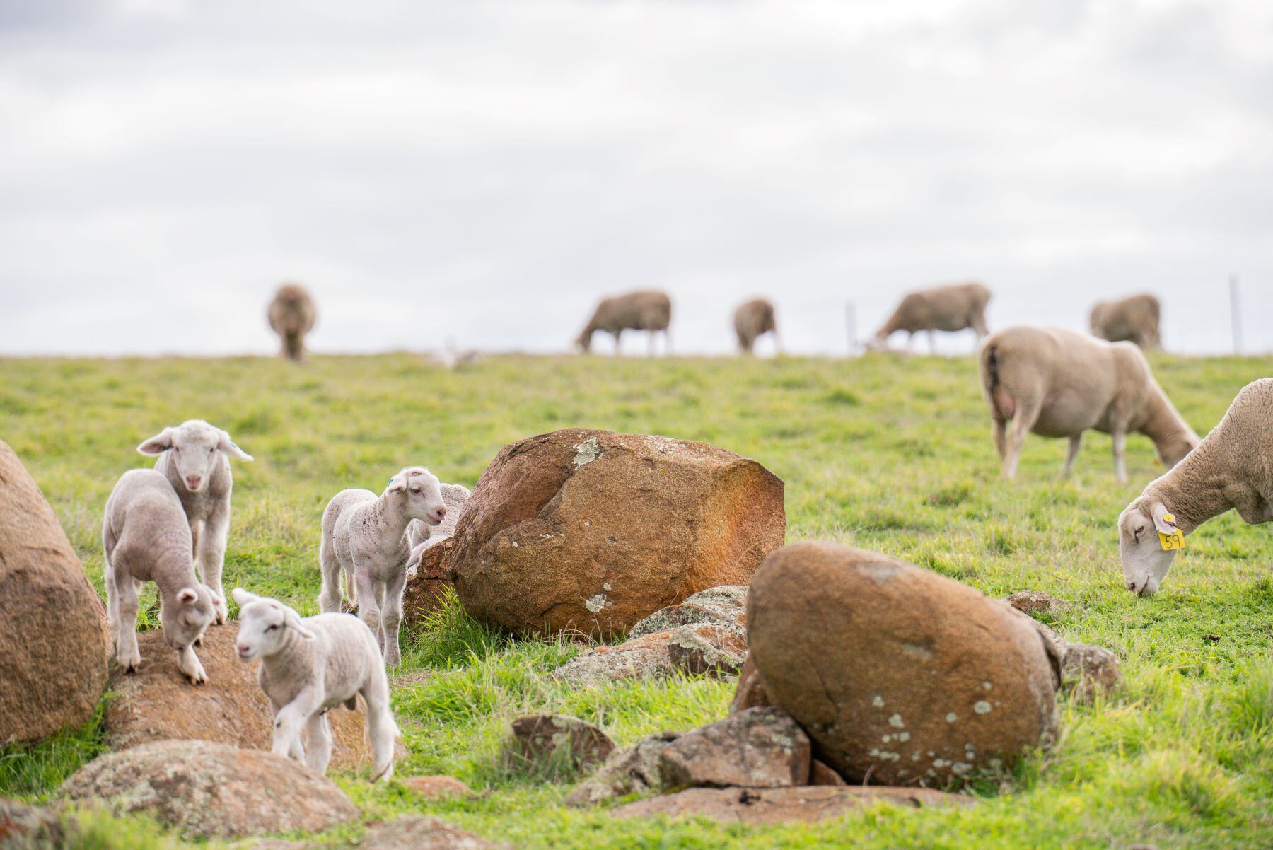 How does your lamb business compare to others across the country?