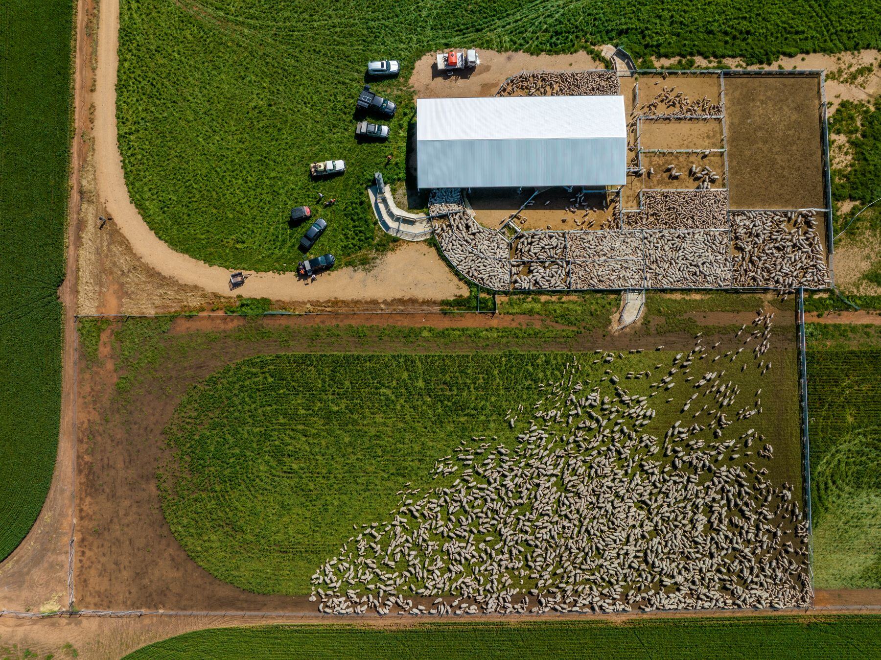 Lamb market stabilises while waiting for new season lambs