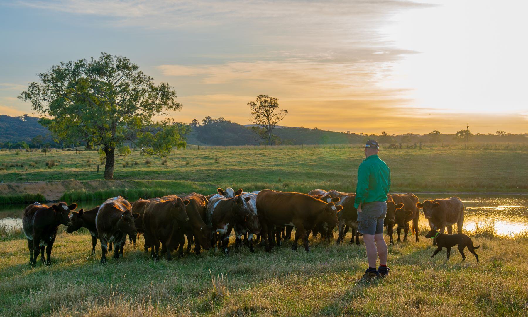 Weekly Cattle Comments - Week ending Friday 23rd August
