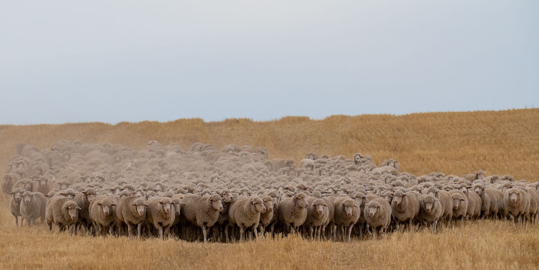 WA flock decline signals broader structural issues for Australian sheep industry