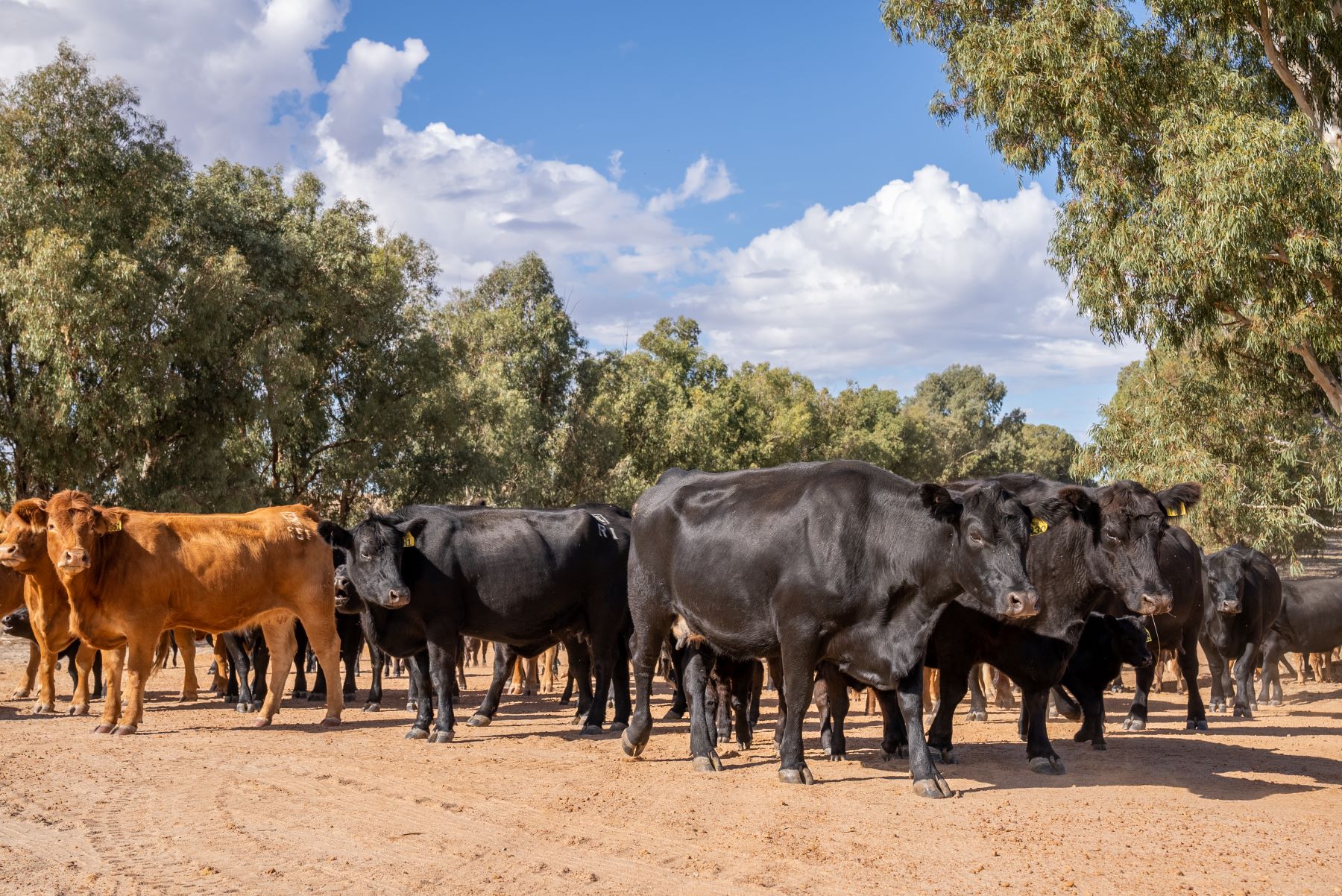 Weekly Cattle Comments - Week ending Friday 3rd May
