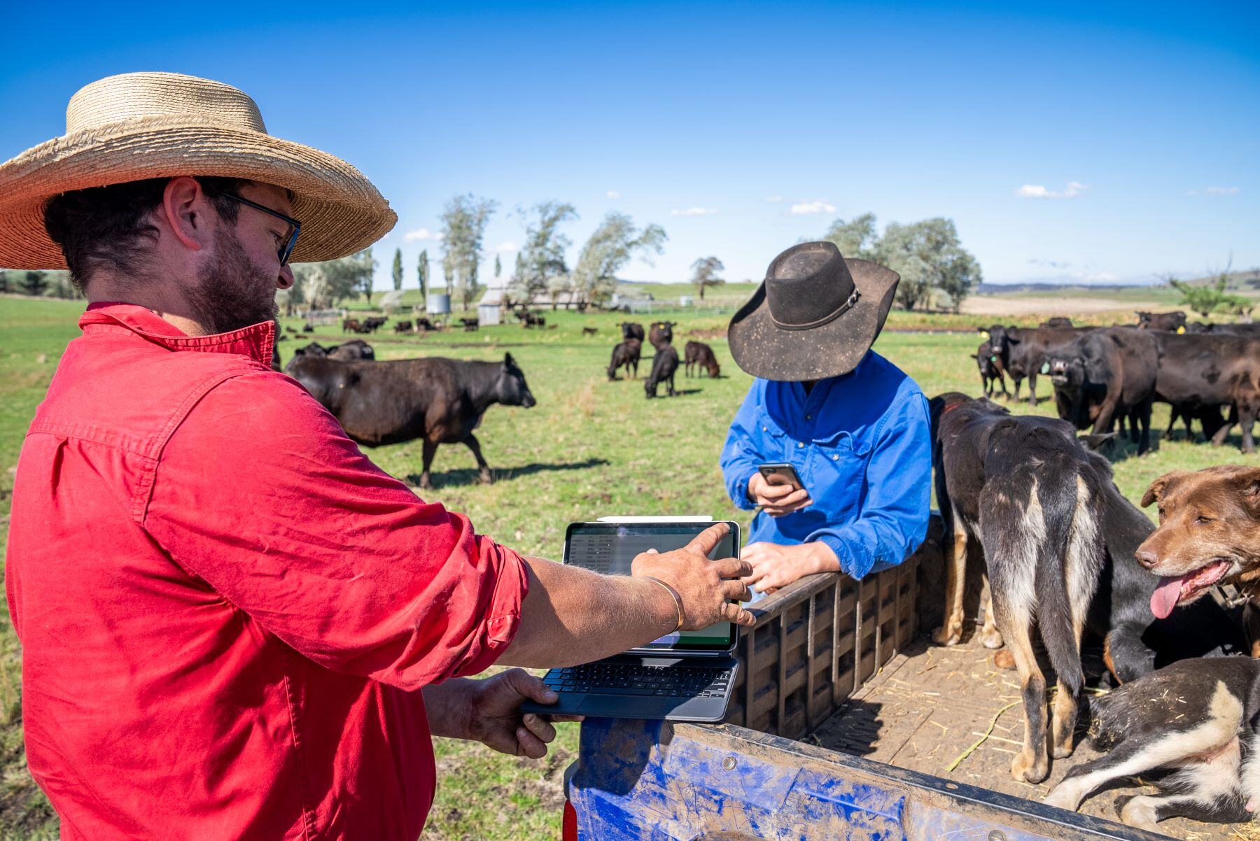 Agwatchers launch new podcast series - powered by AuctionsPlus