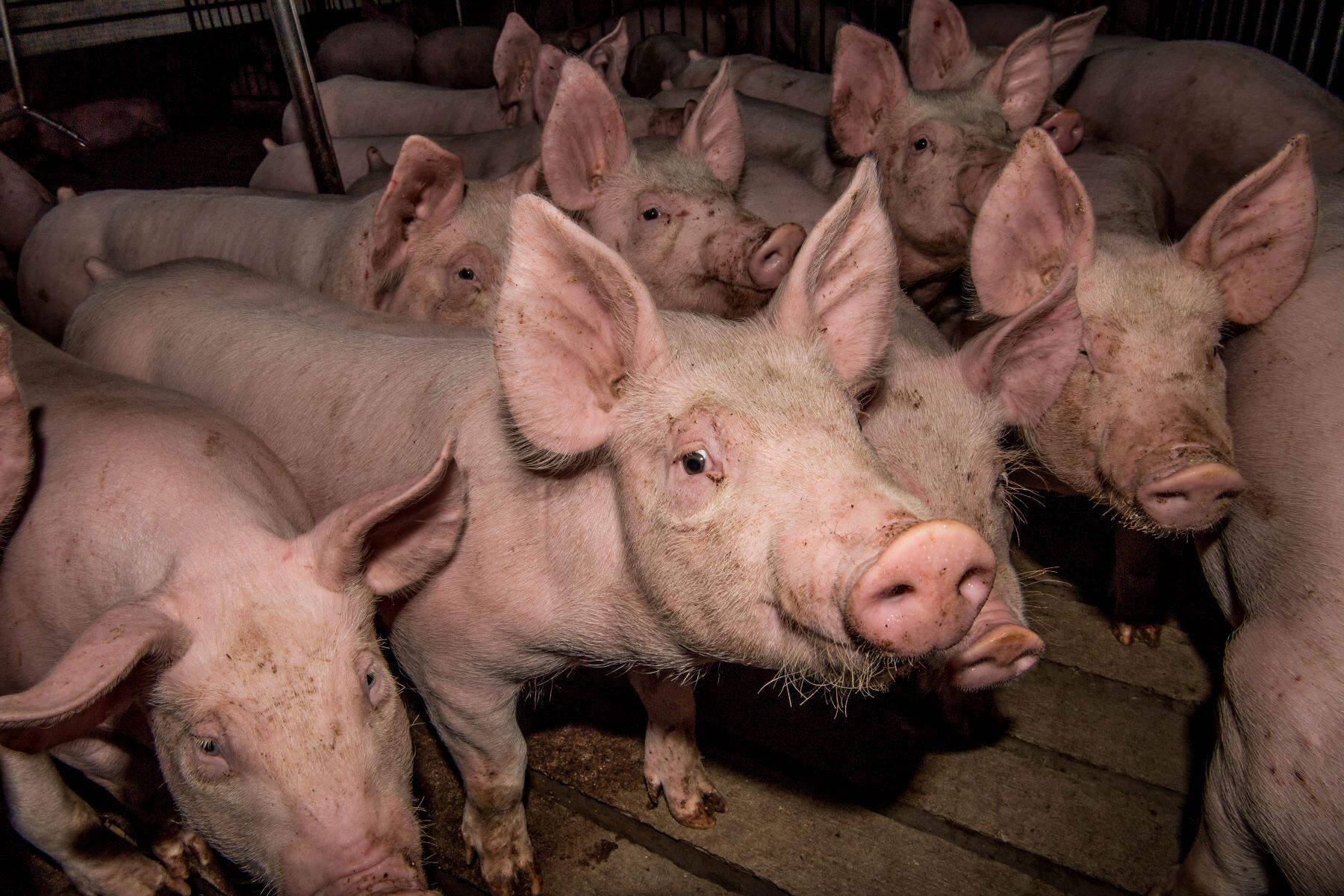 Govt inquiry calls for mandatory CCTV at Victorian farms and abattoirs