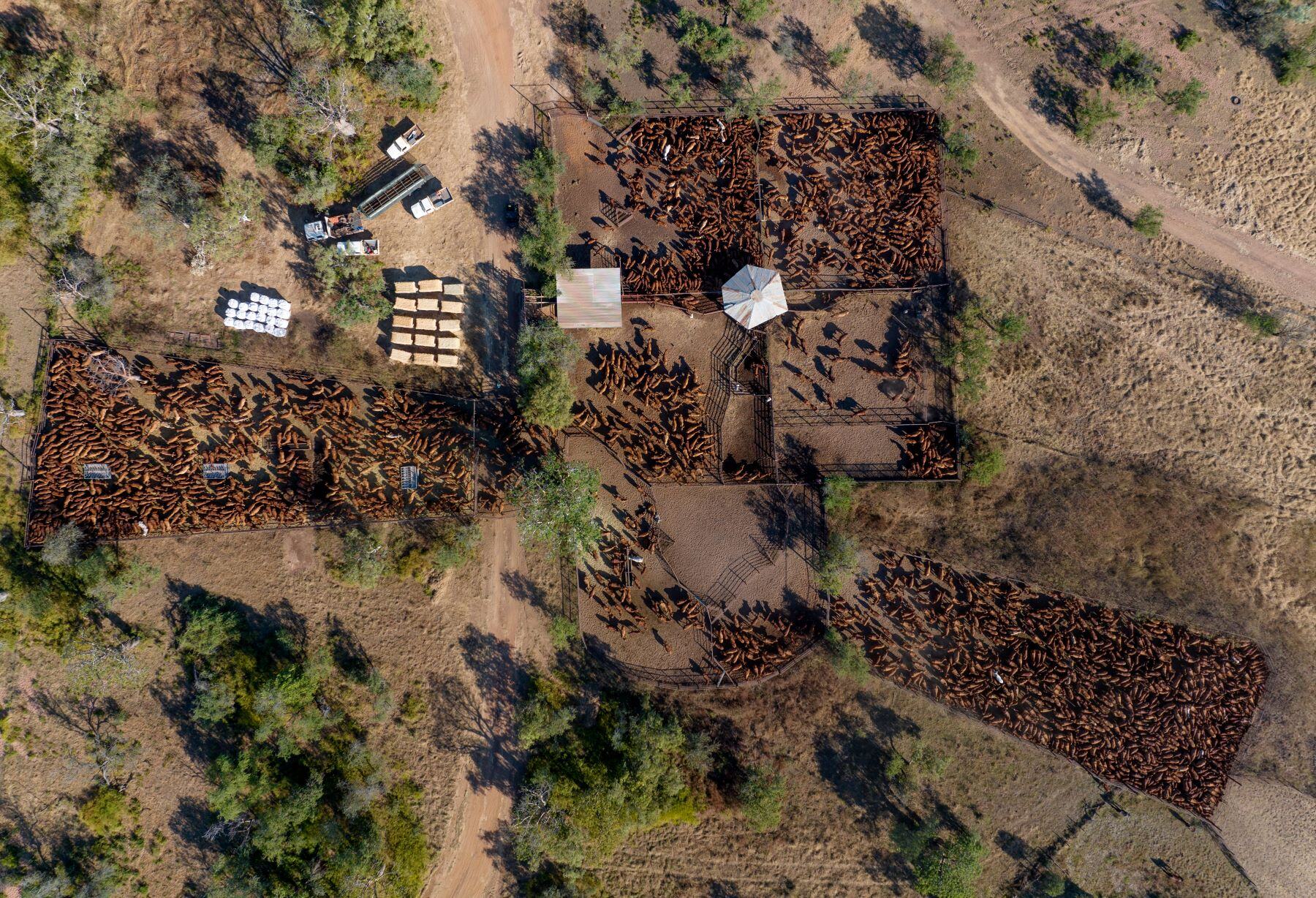 Cattle industry setting new records as it starts to destock