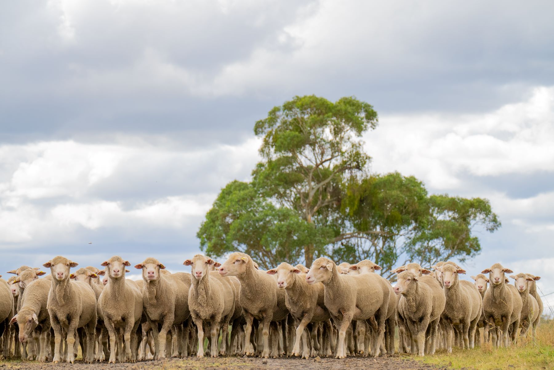 Weekly Sheep & Lamb Comments - Week ending Friday 26th April