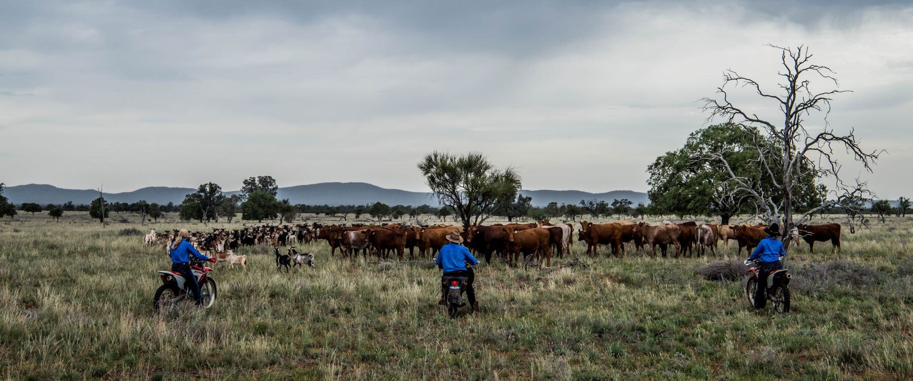 Cattle and sheep sectors to reach production records: MLA