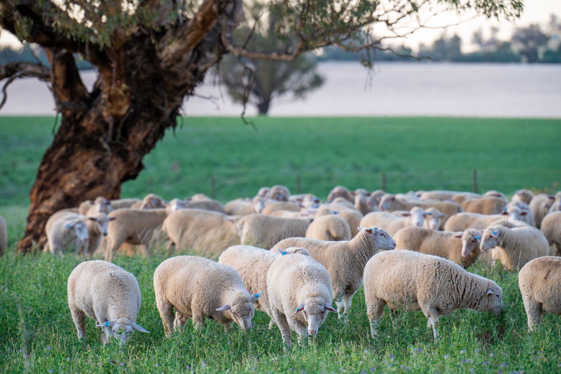 Does grazing oats affect ewe and lamb survival?